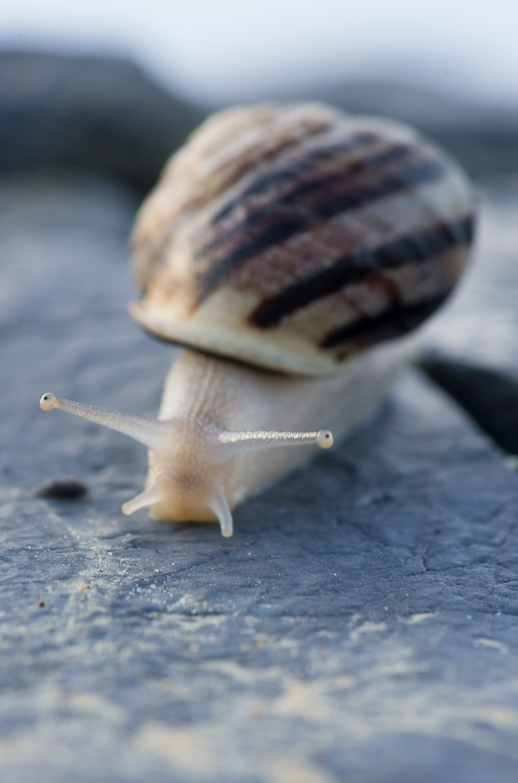 Snail