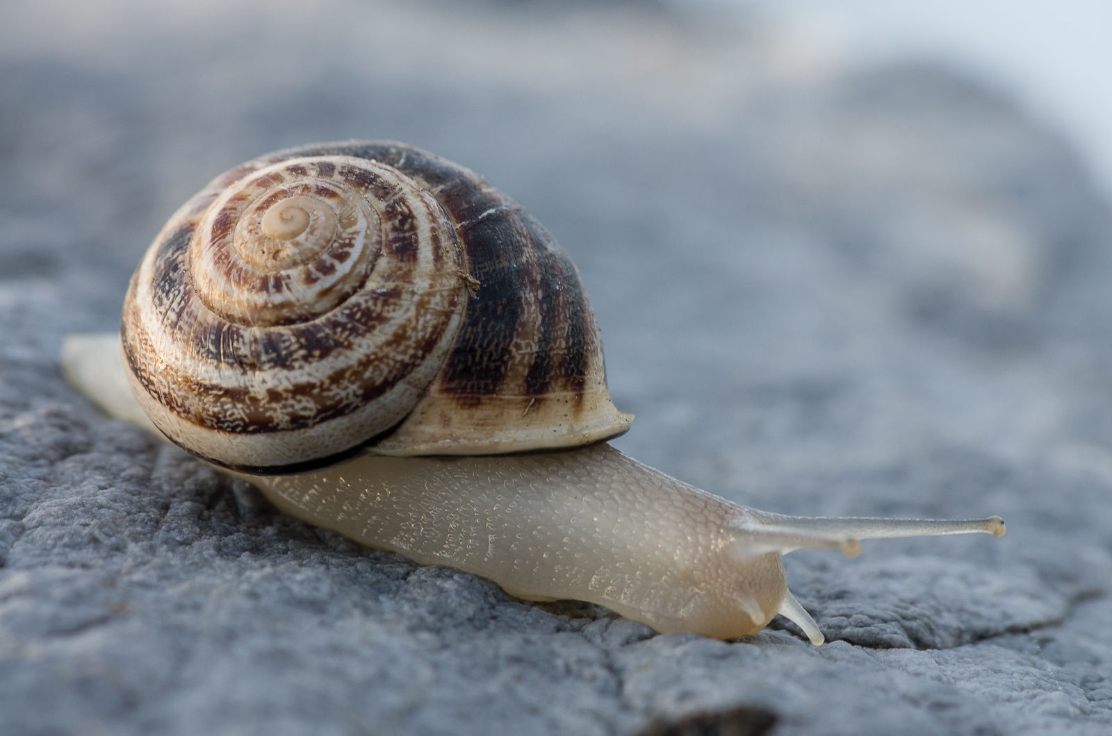 Snail