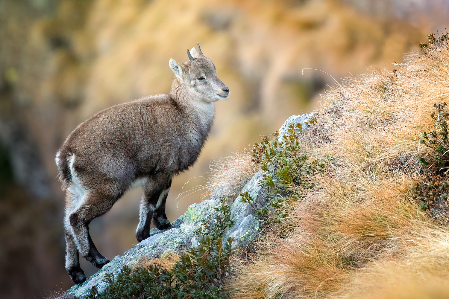 Small climbers grow up...