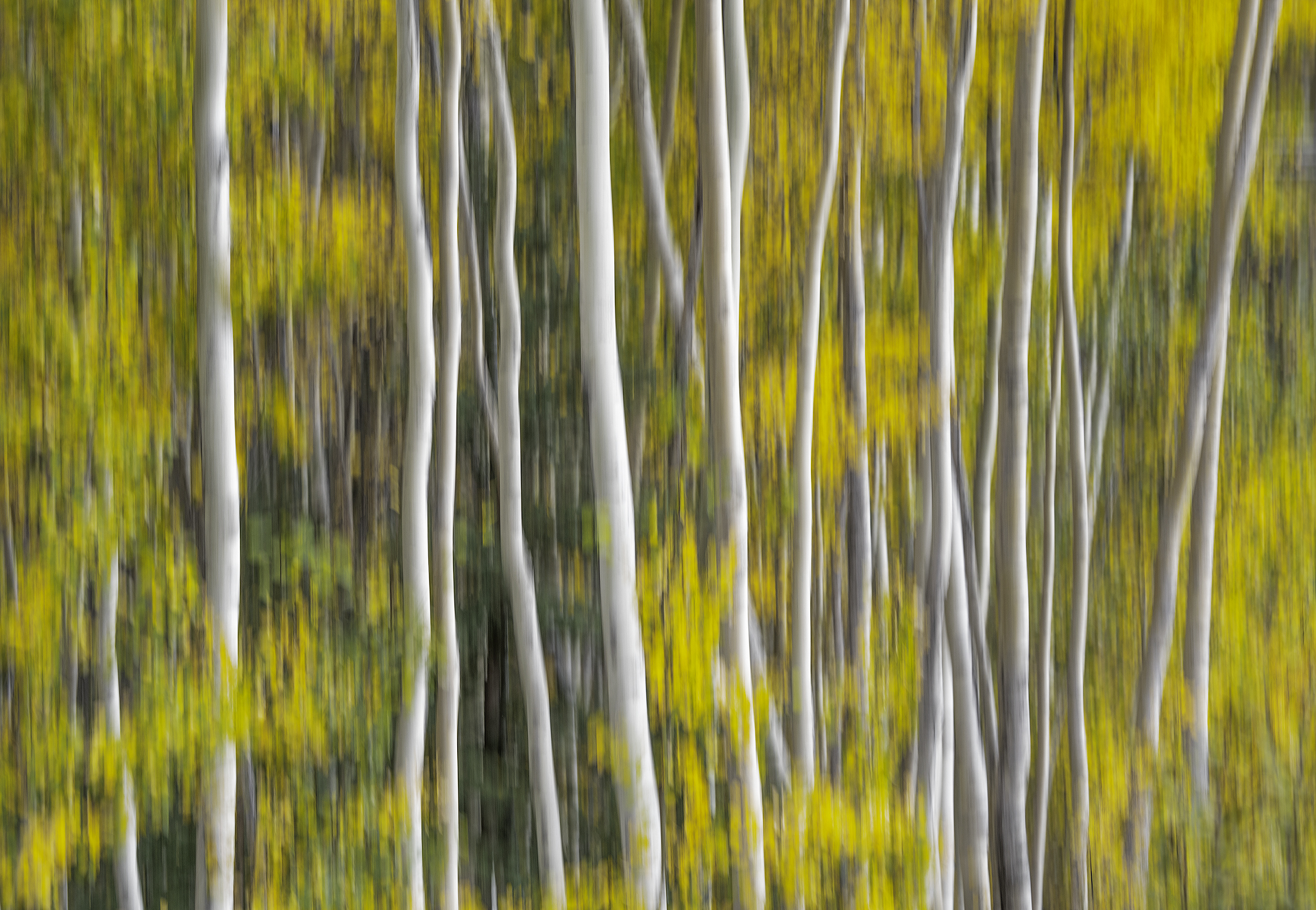 Mosso creativo- Boschetto di betulle