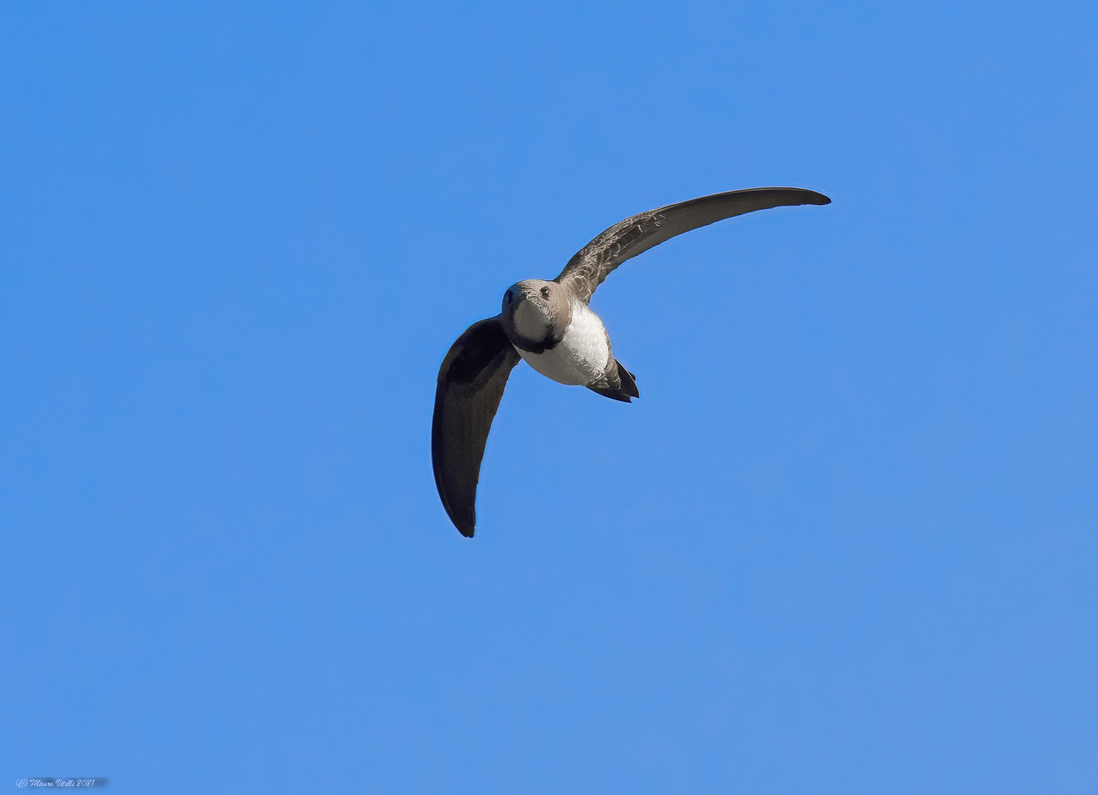 My first Greater Swift