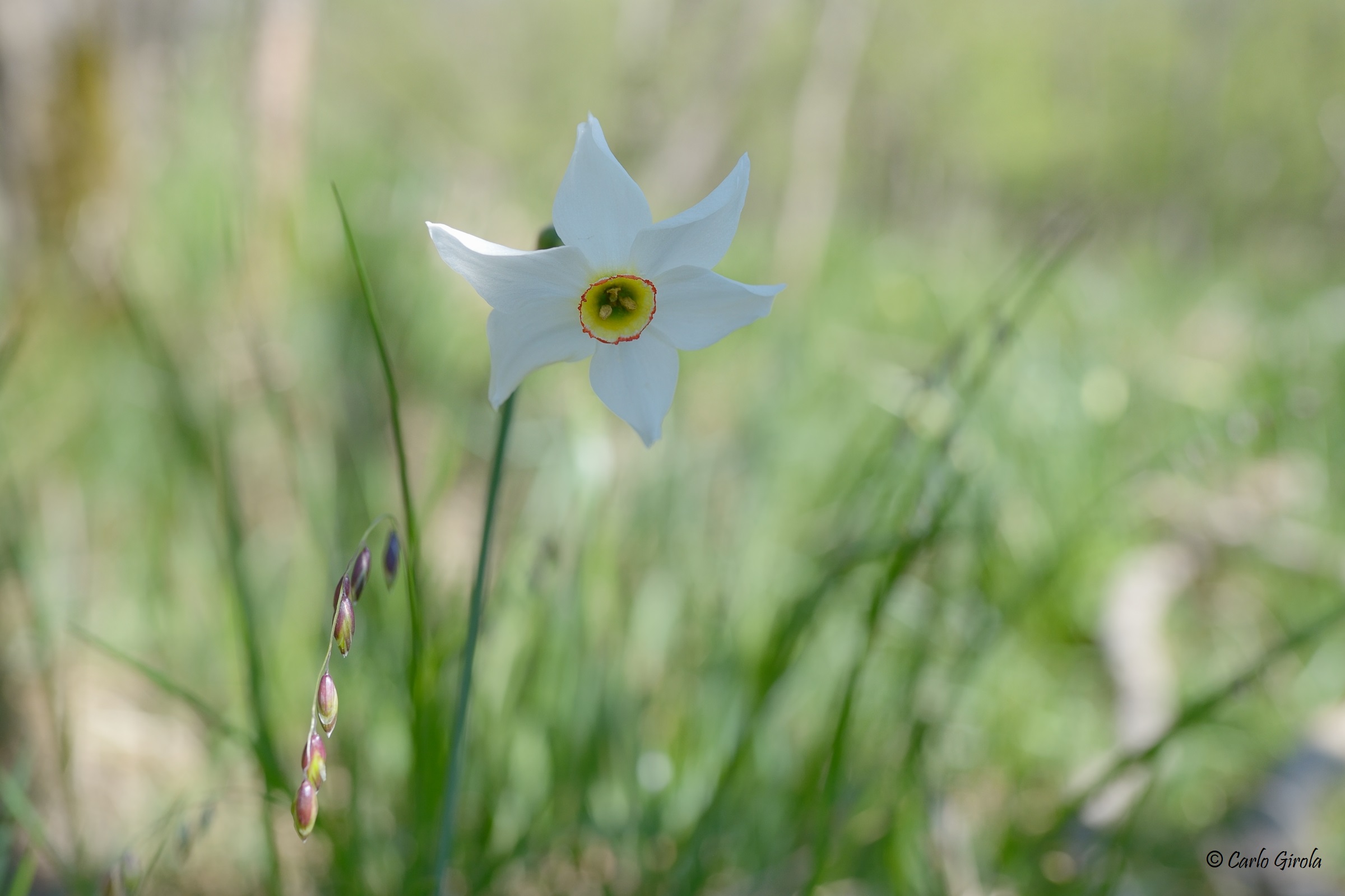 Narciso dei poeti (Narcissus poeticus)