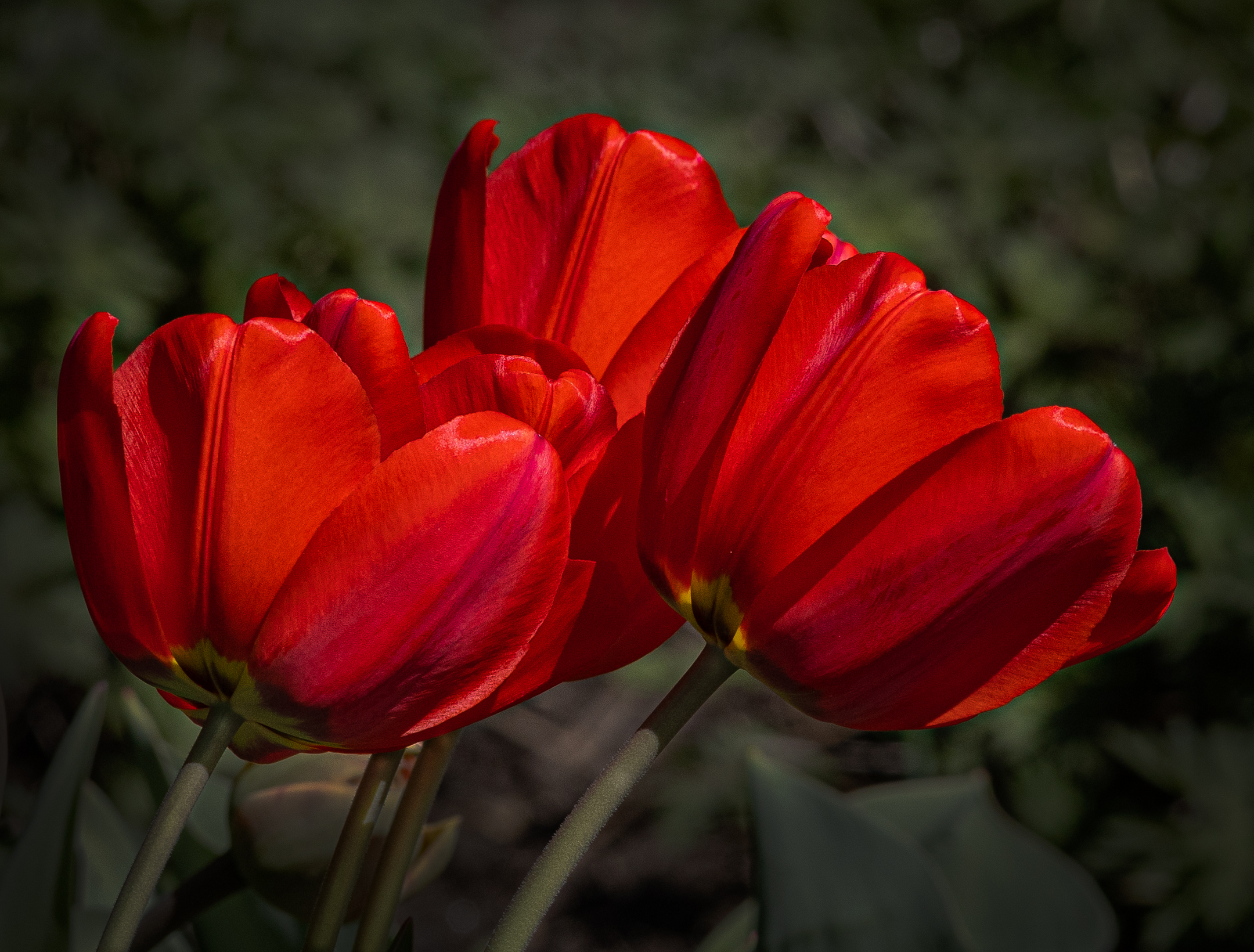 Tulipani nel sole del tardo pomeriggio.