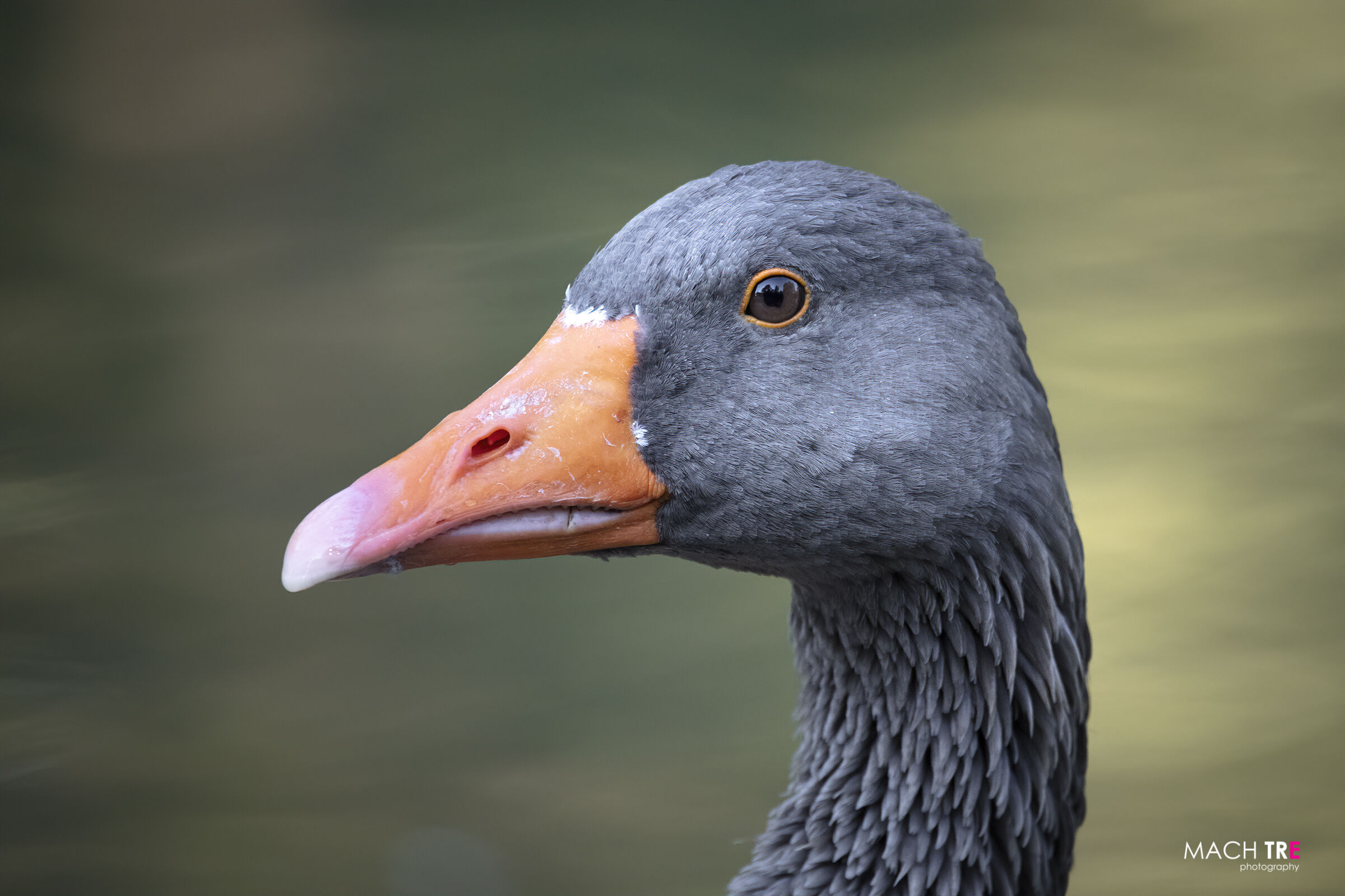 Wild Goose (Anser anser)