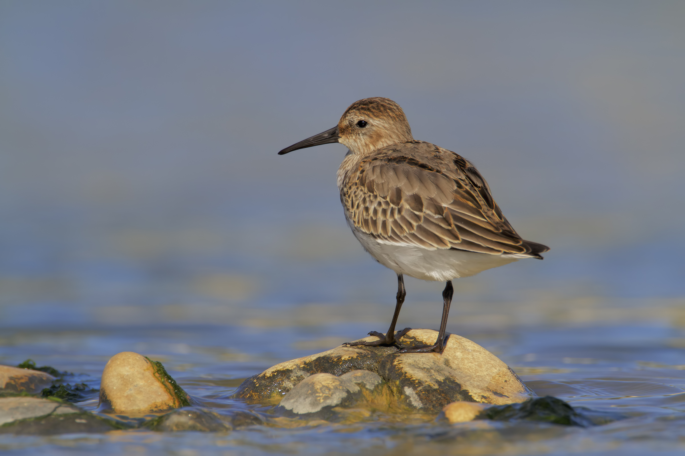 dunlin