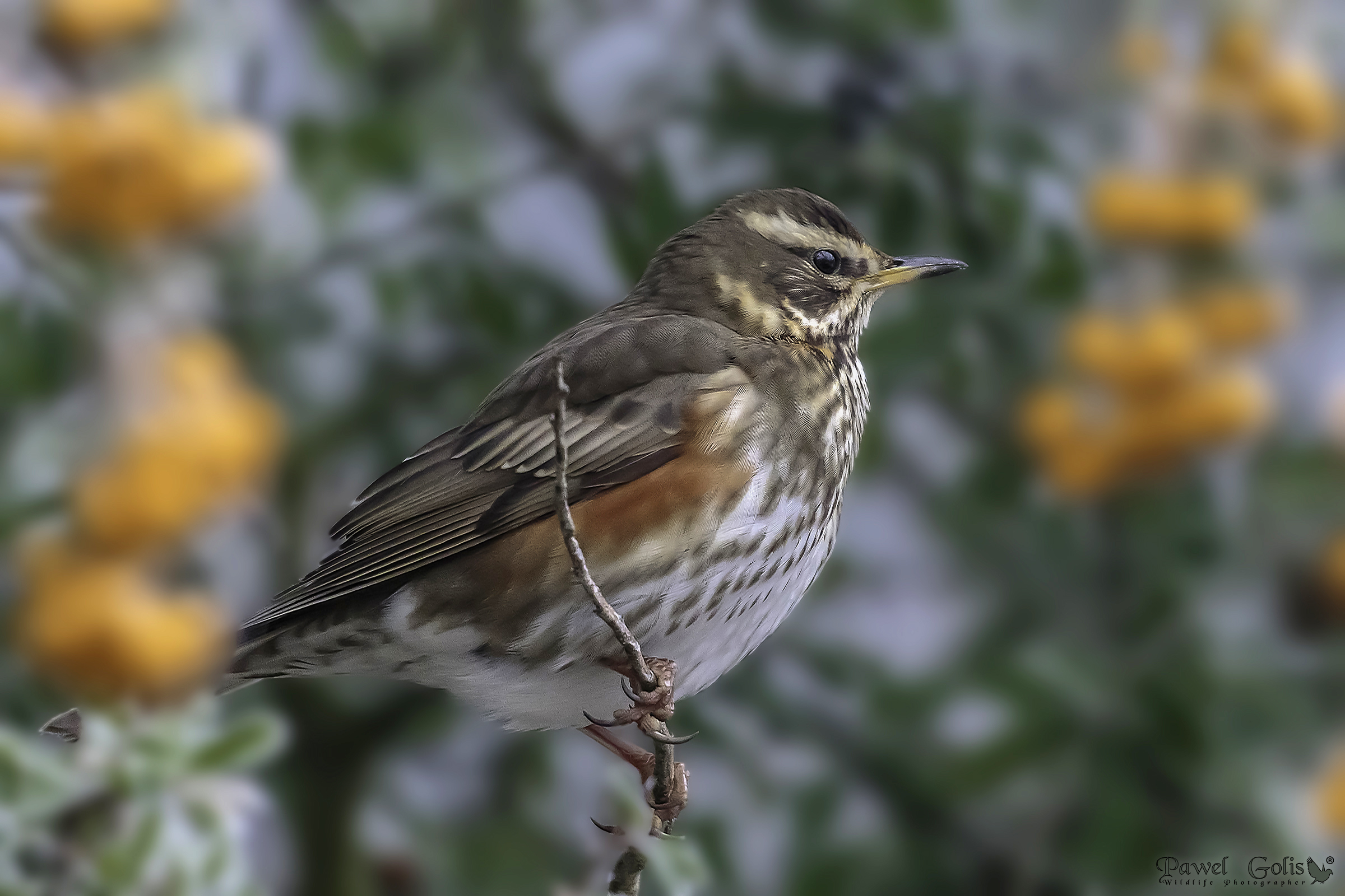 Redwing (Turdus iliacus)