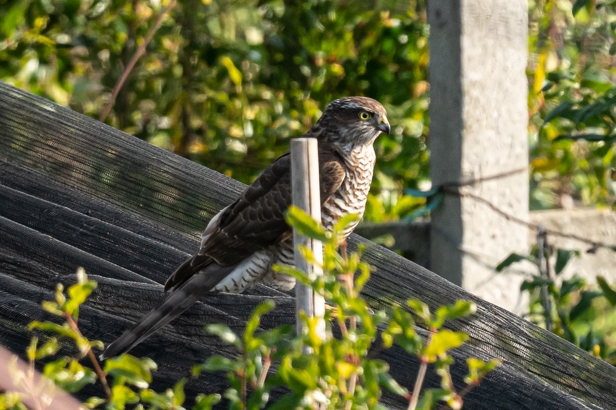 Sparrowhawk