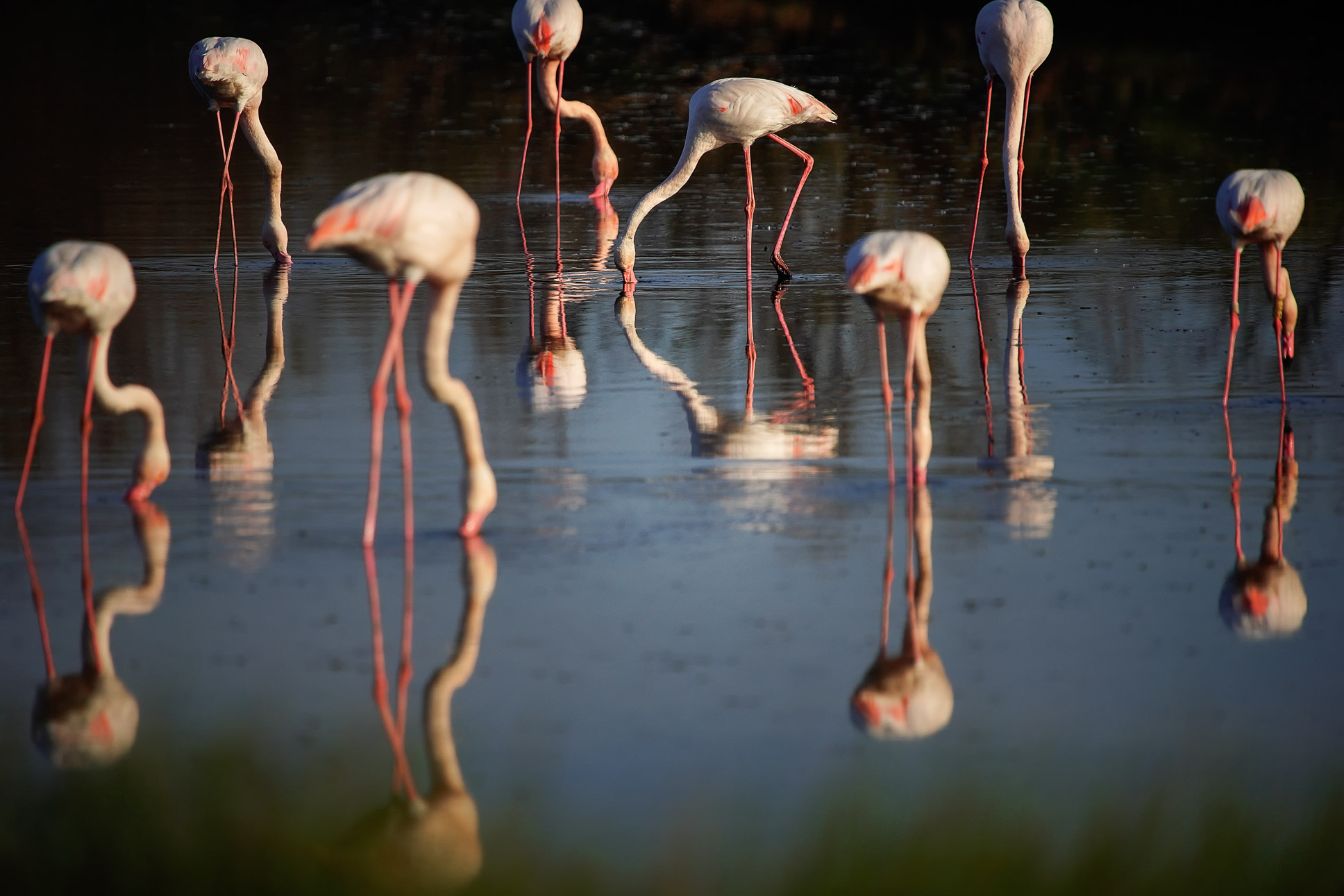 Flamingo.Fire only on the animal in the center of the circle