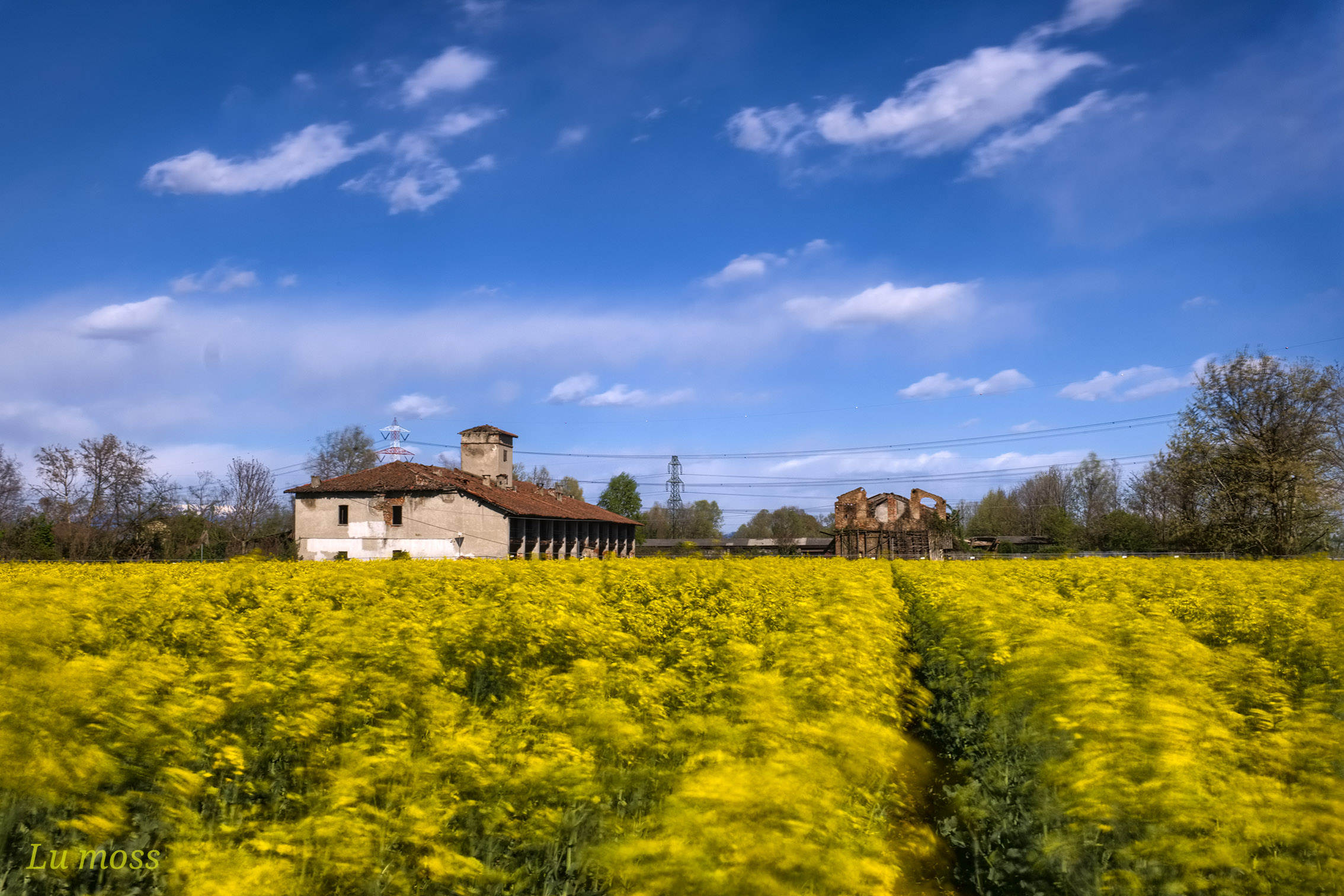 Giallo Colza e il vento.