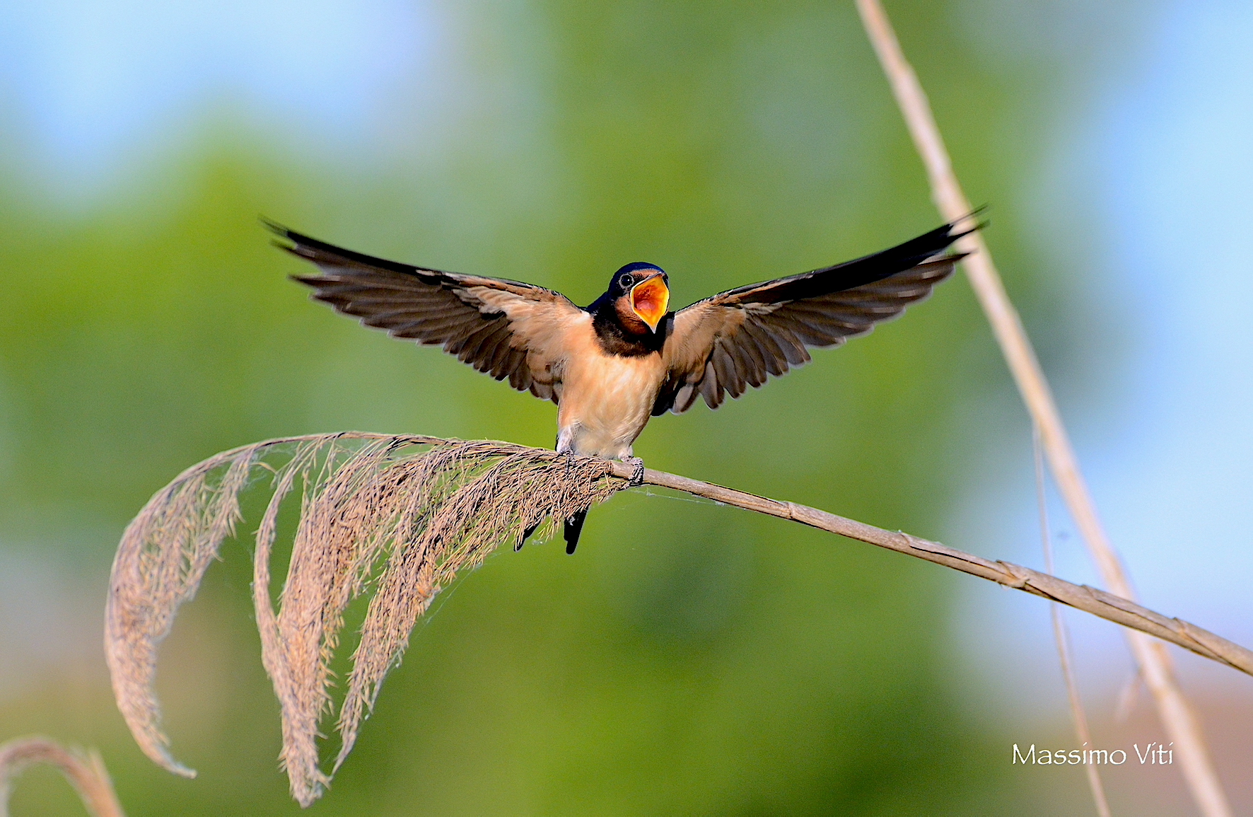 Barn swallow... the recall