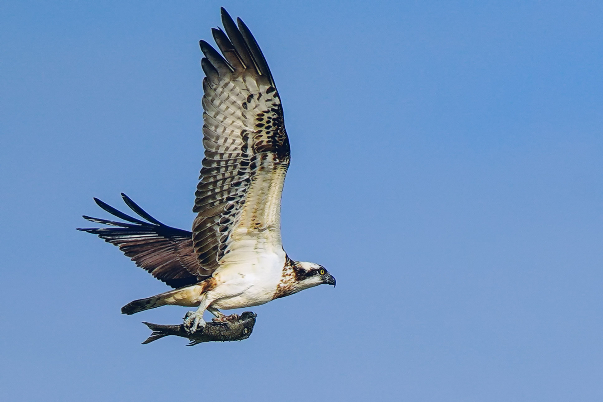 Osprey with big prey
