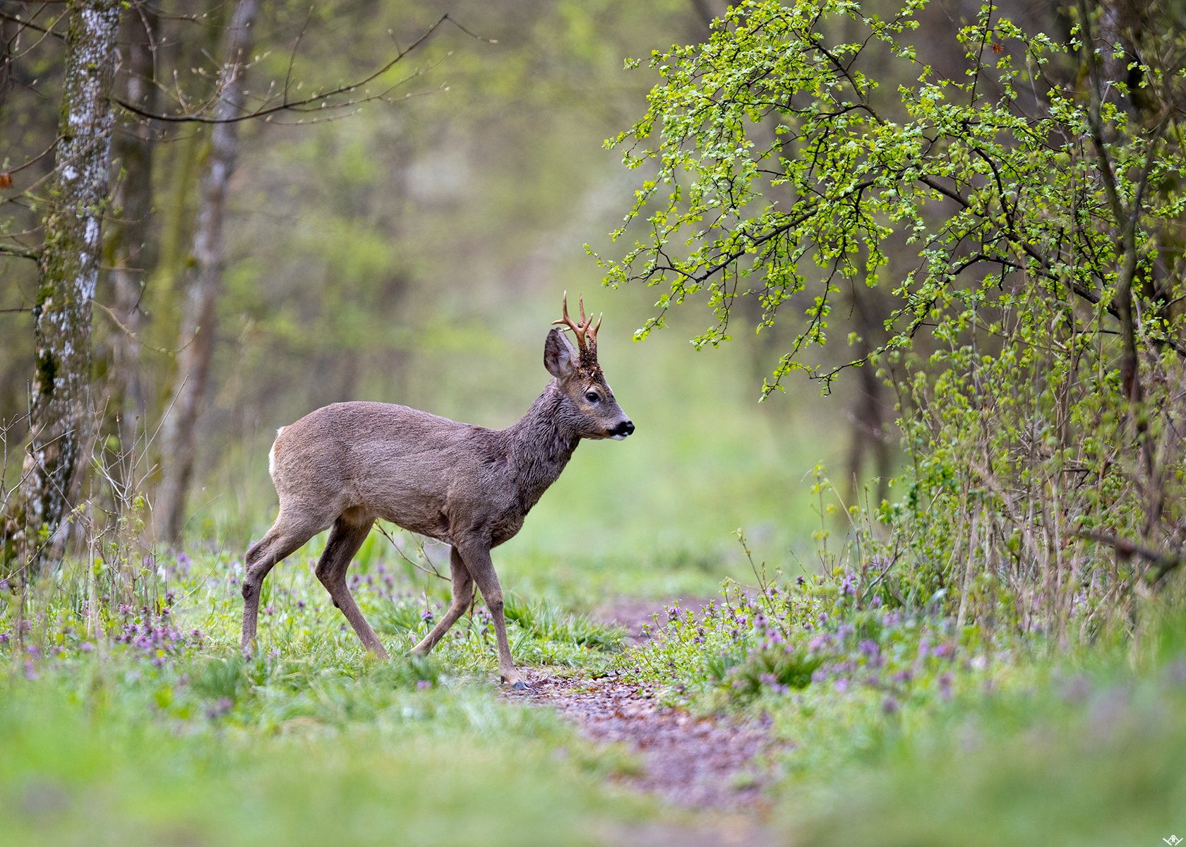 Roe deer