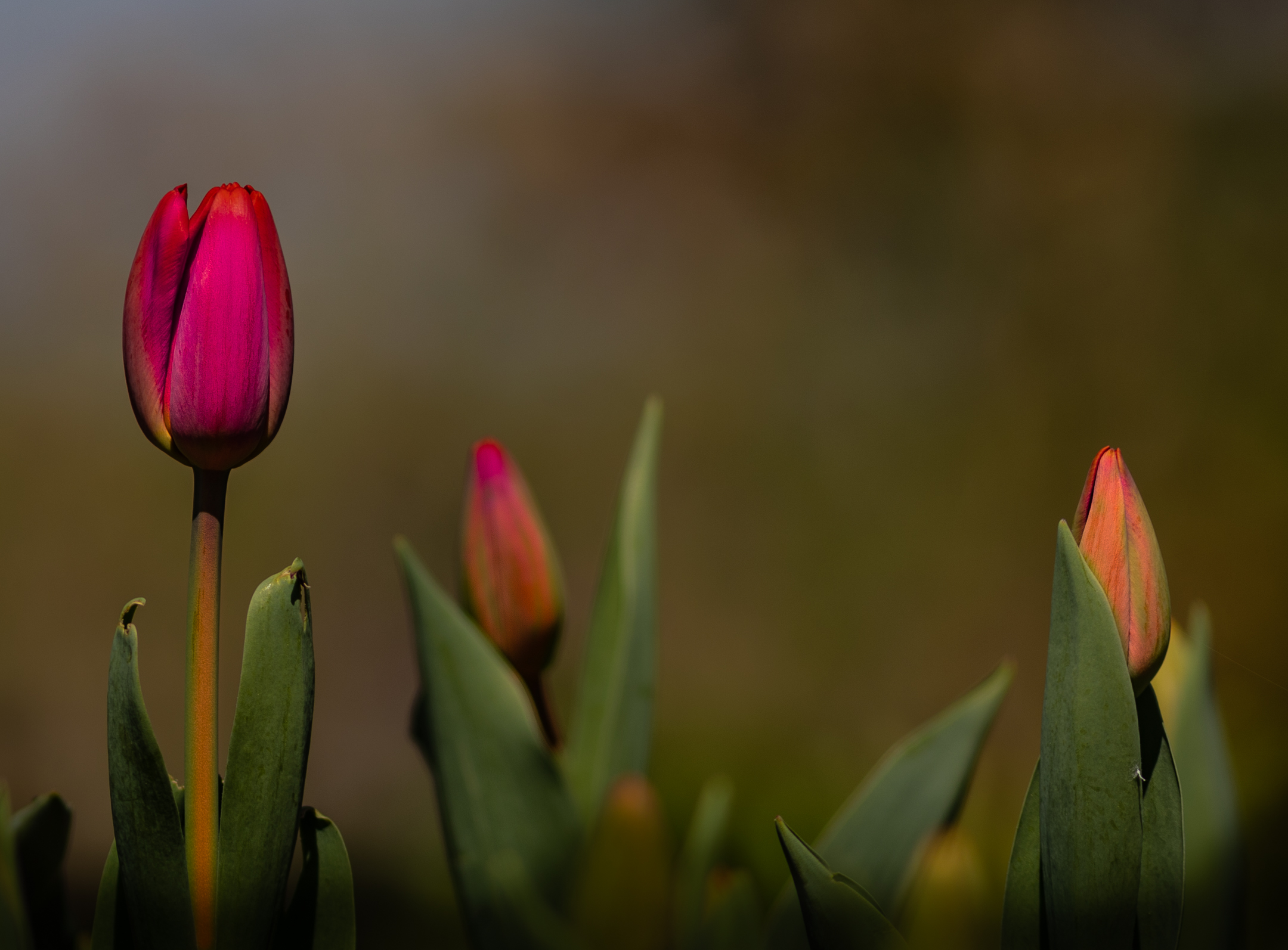 Vista del Giardino dei Tulipani.