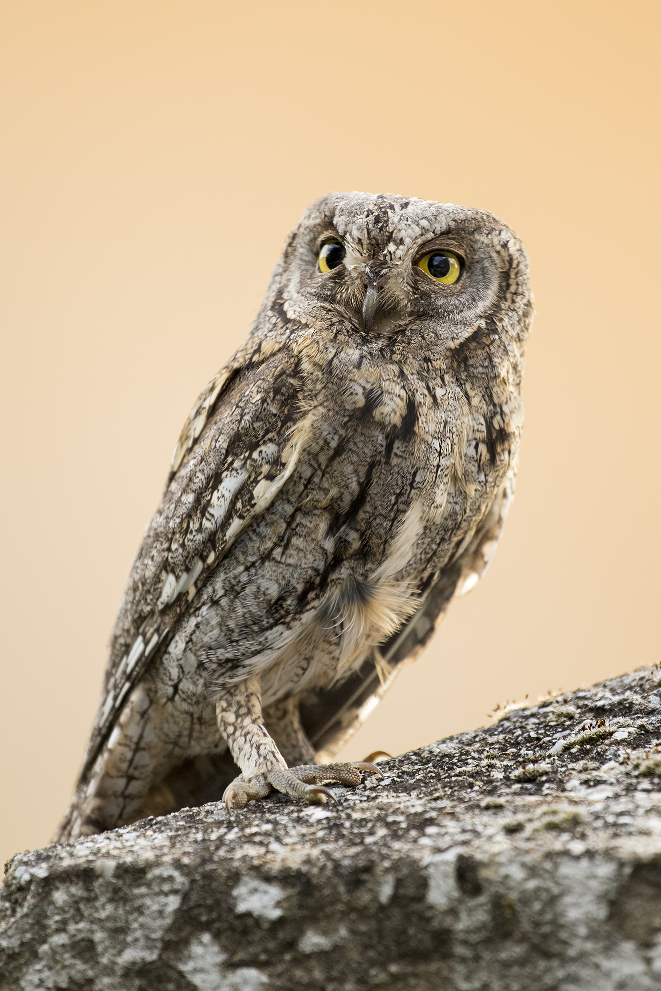 Axiole (Otus scops)