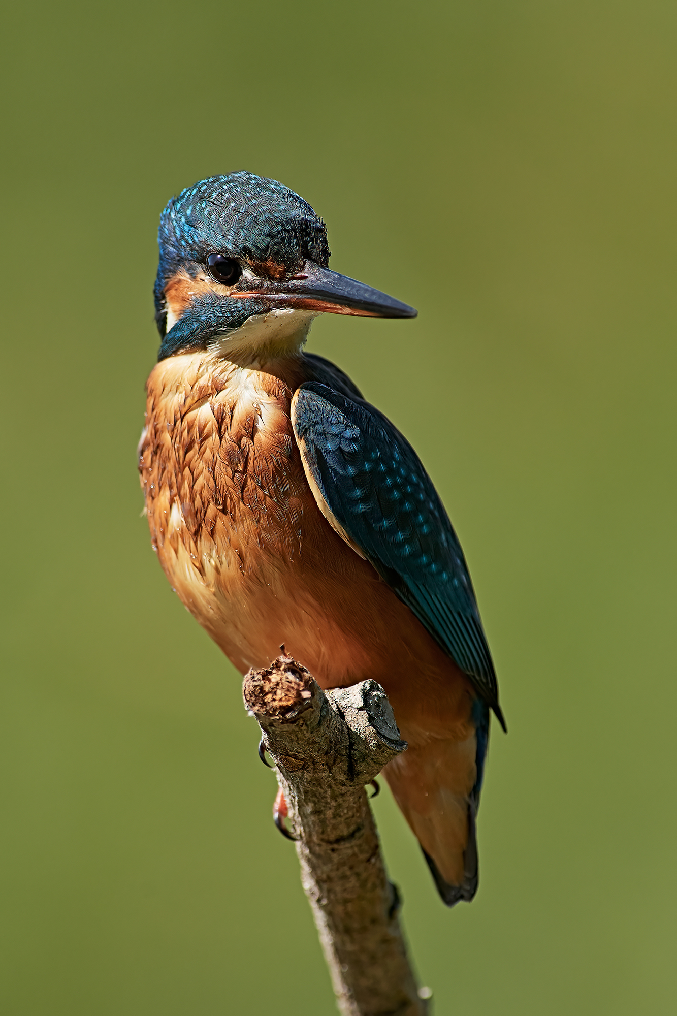 Kingfisher