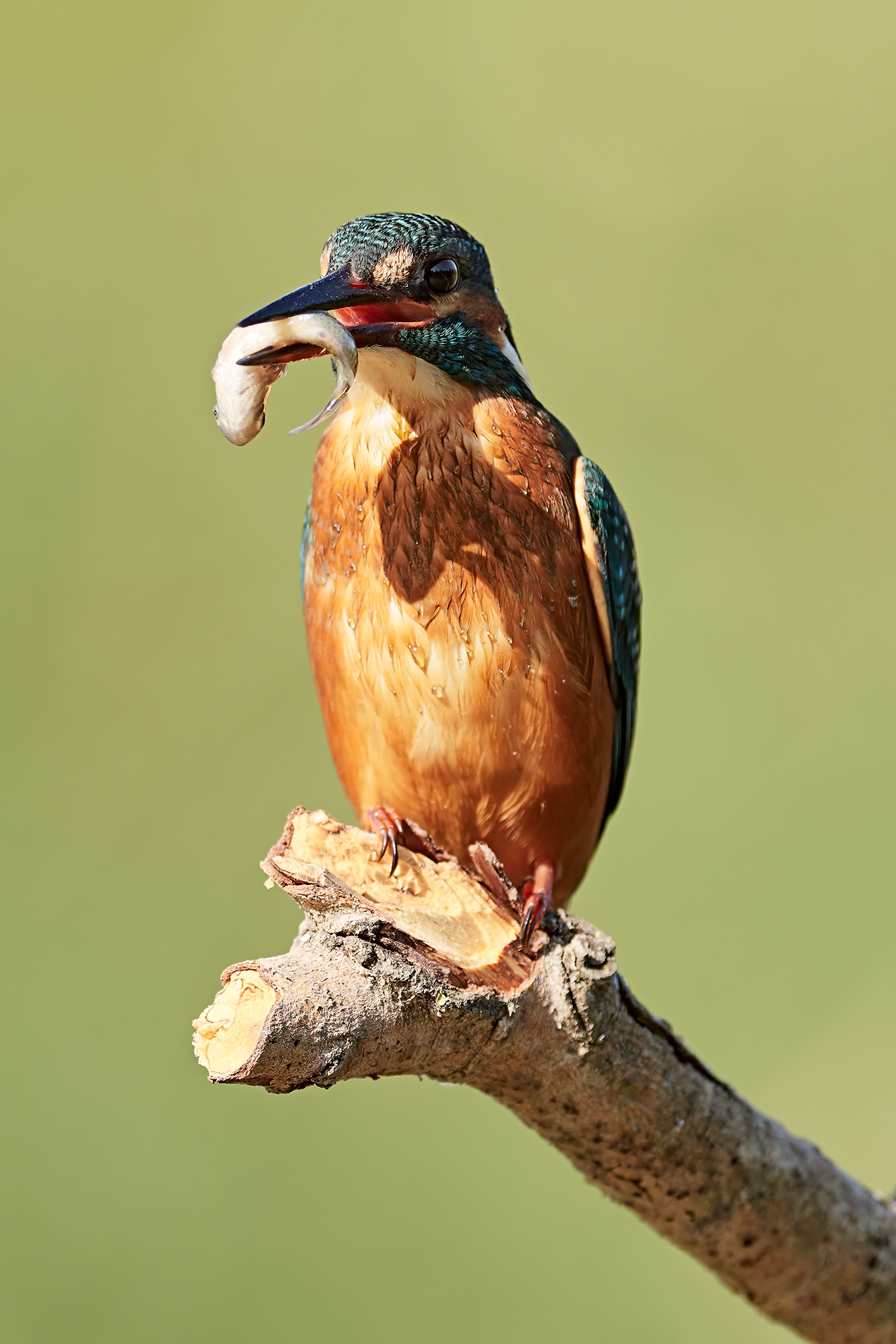 Kingfisher