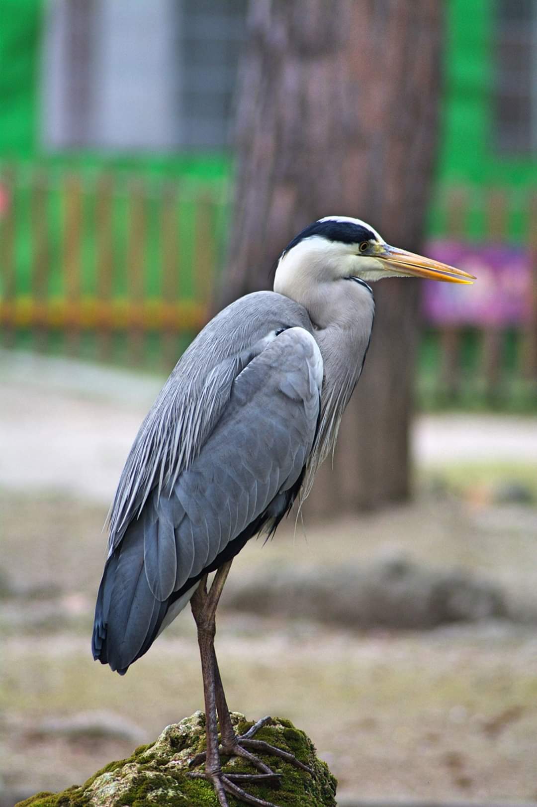 Heron at the park