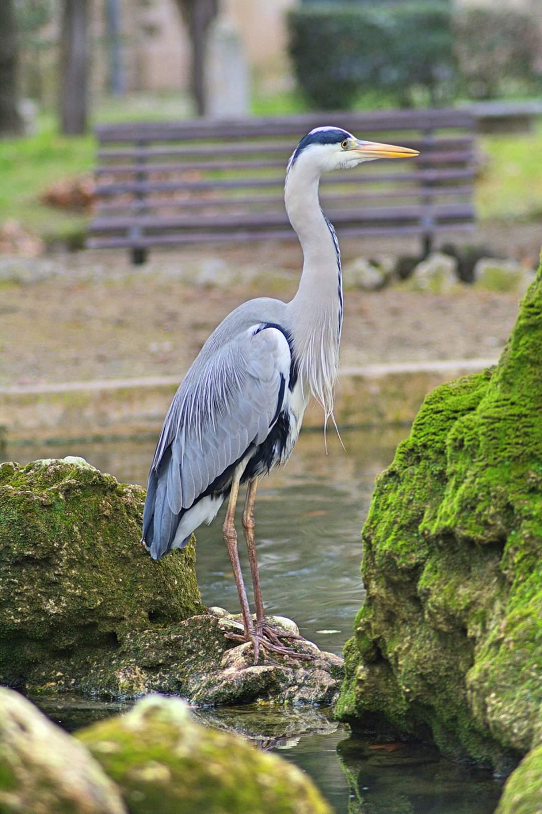 grey heron