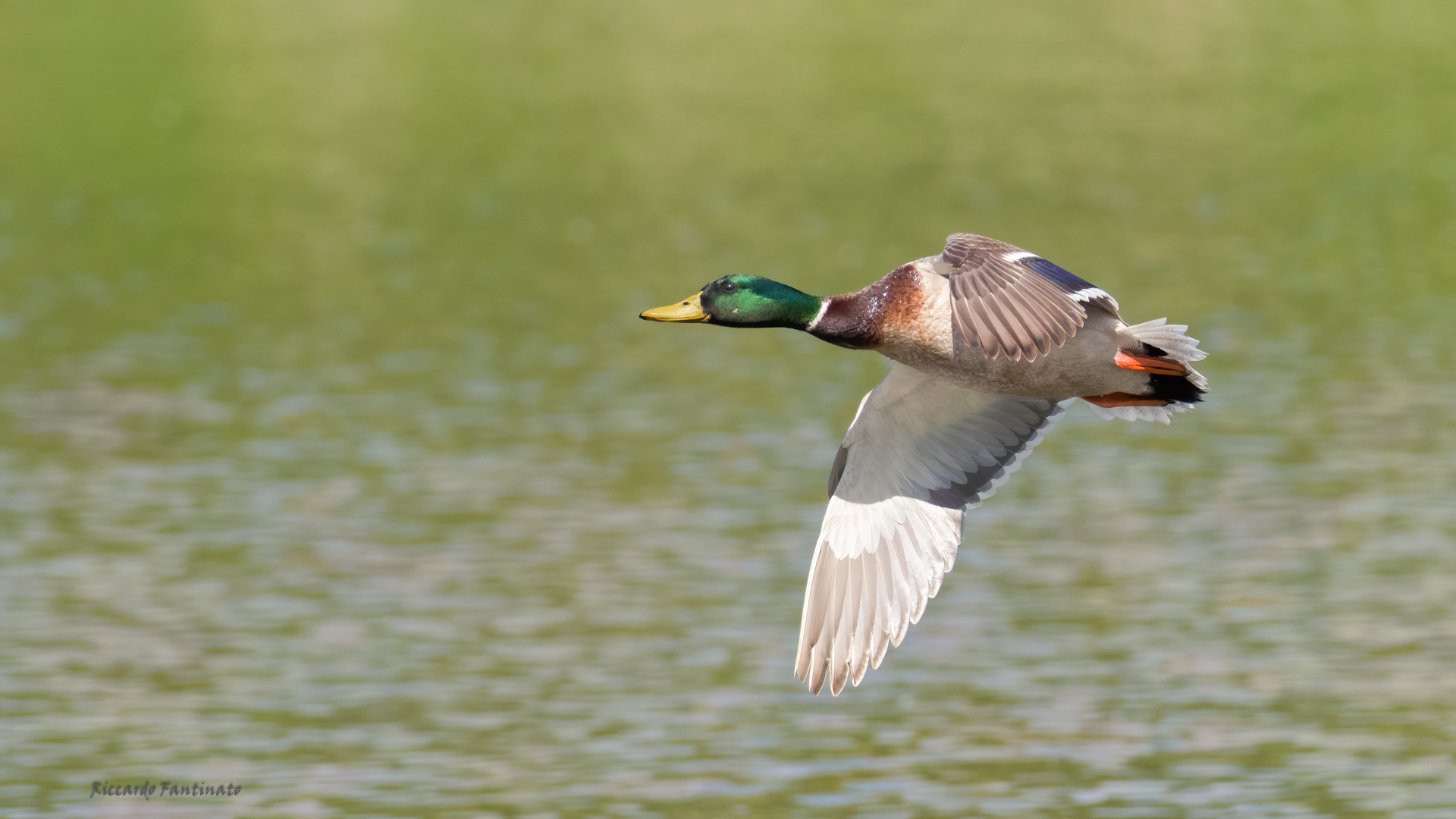 Germano reale maschio