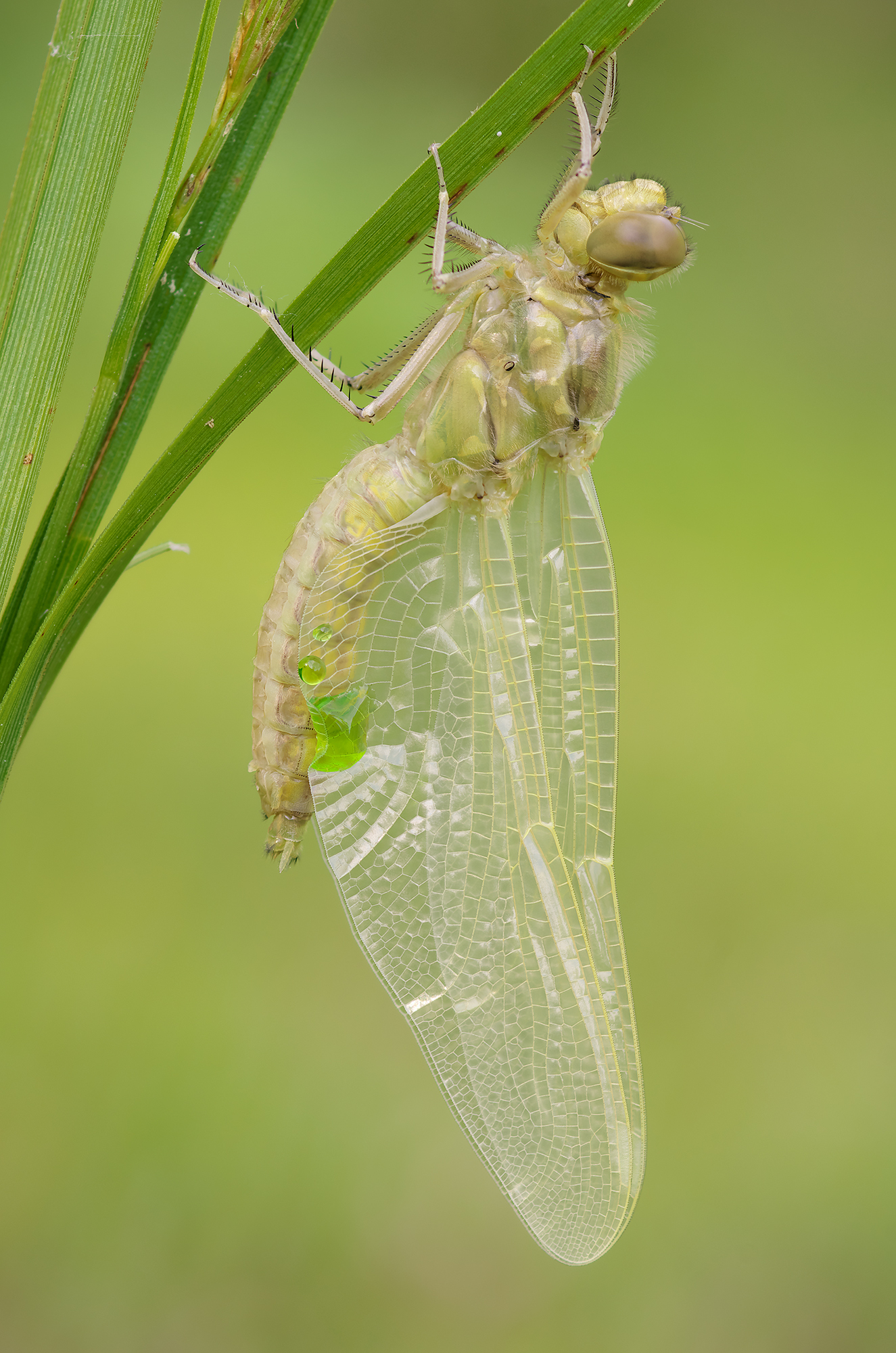 Orthetrum cancellatum