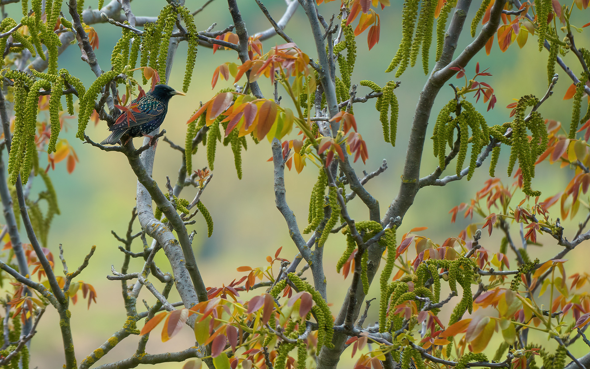 Storno tra le fronde