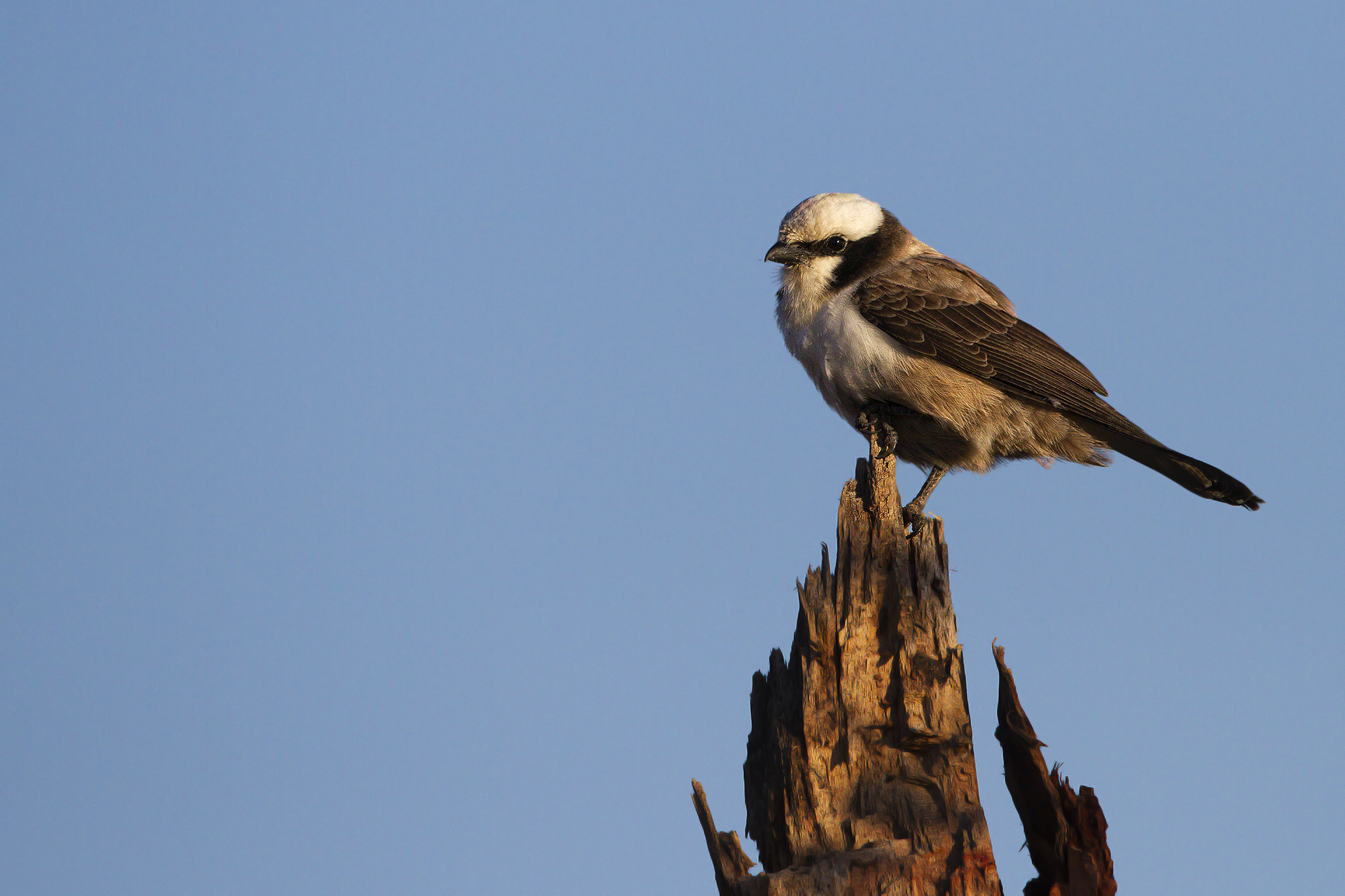 Southern White-crowned Shrike Eurocephalus anguitimens