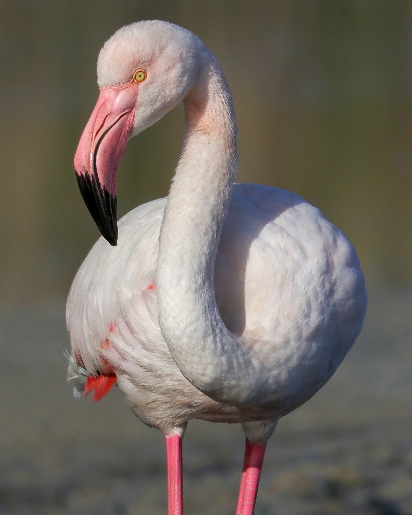 Pink flamingo