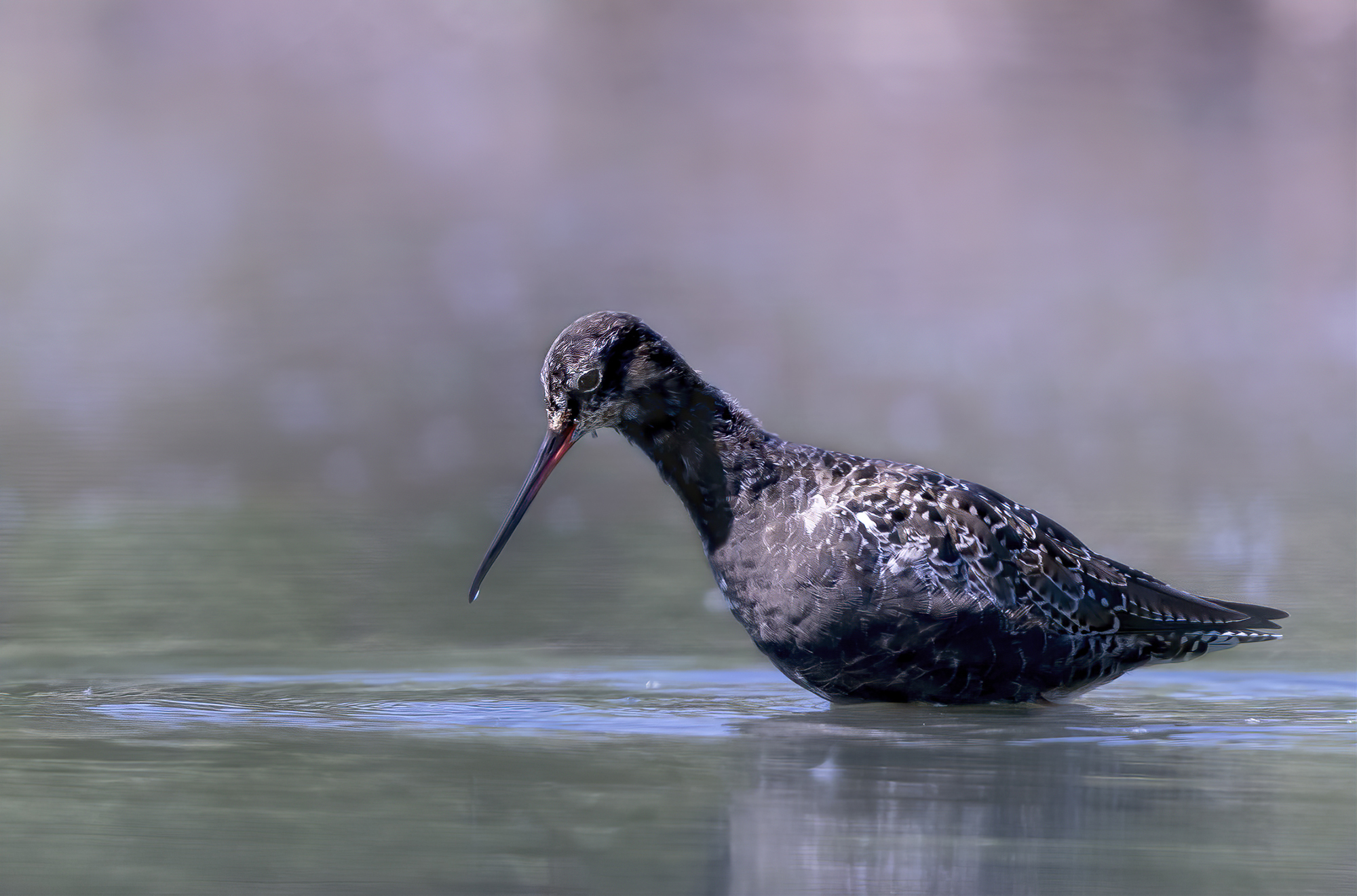 sfondo pastello per il totano moro