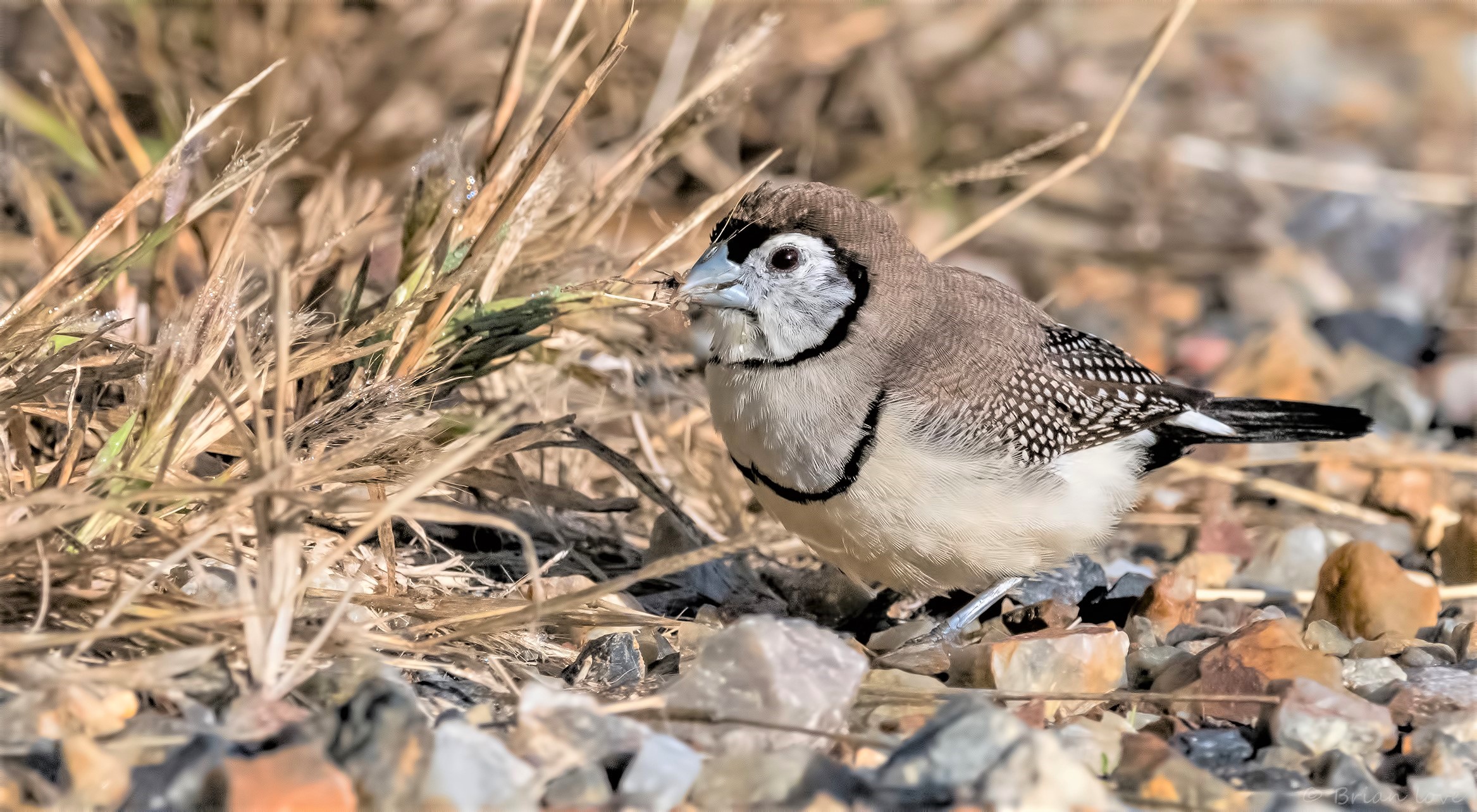 Fringuello a doppia sbarramento (Stizoptera bichenovii)