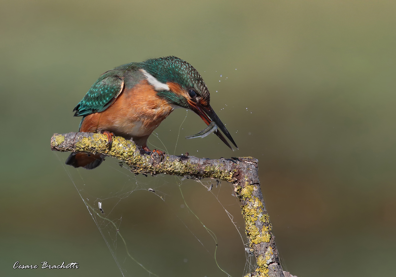 kingfisher