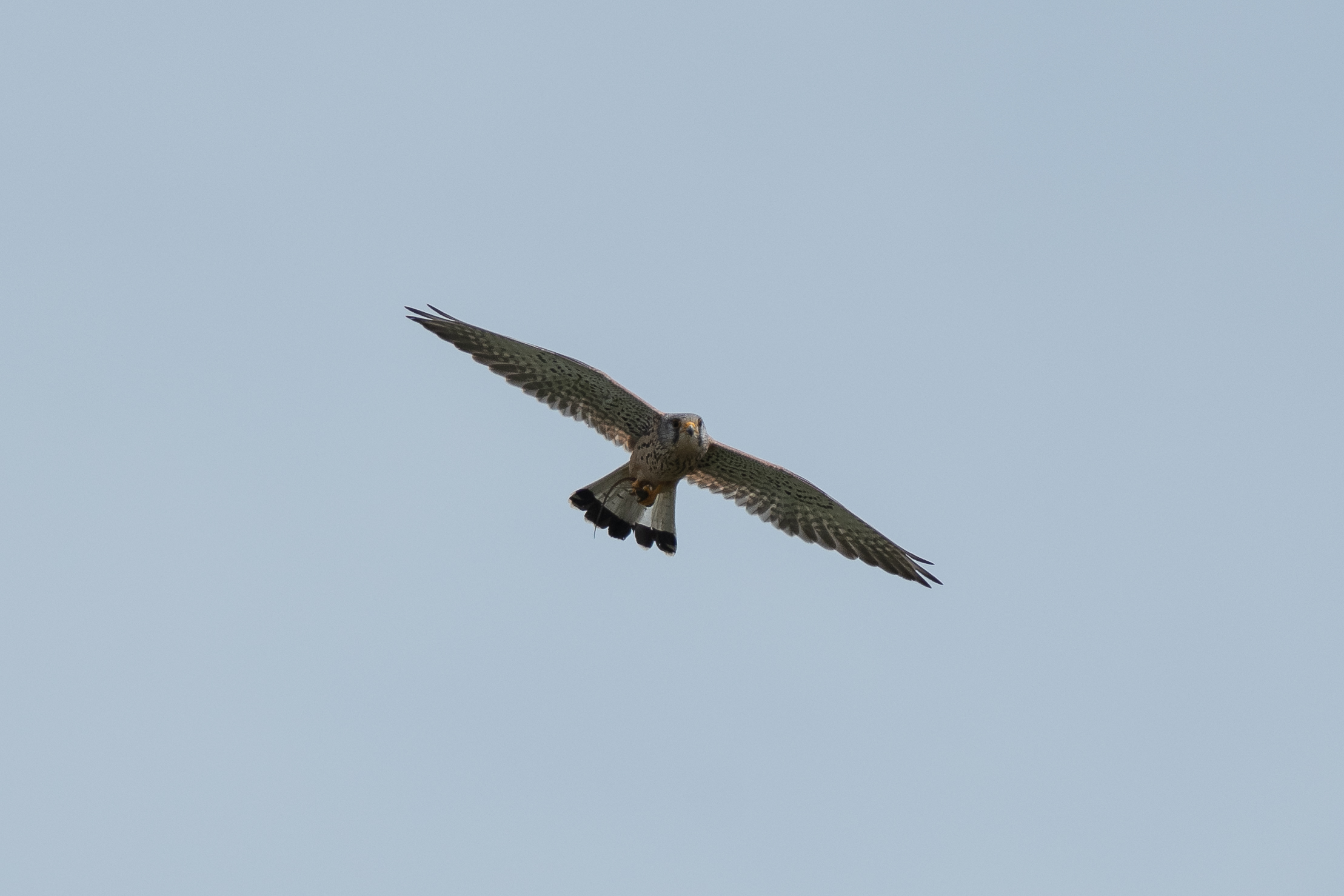 kestrel