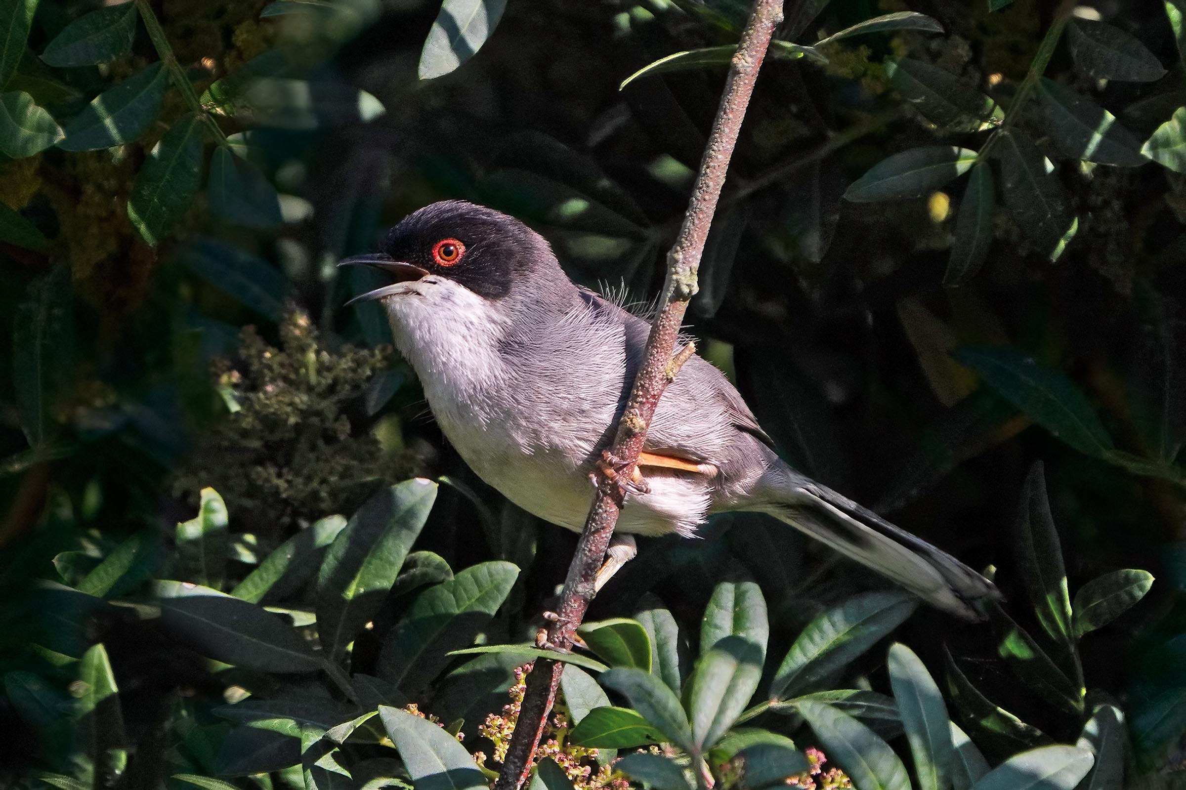 sardinian warbler
