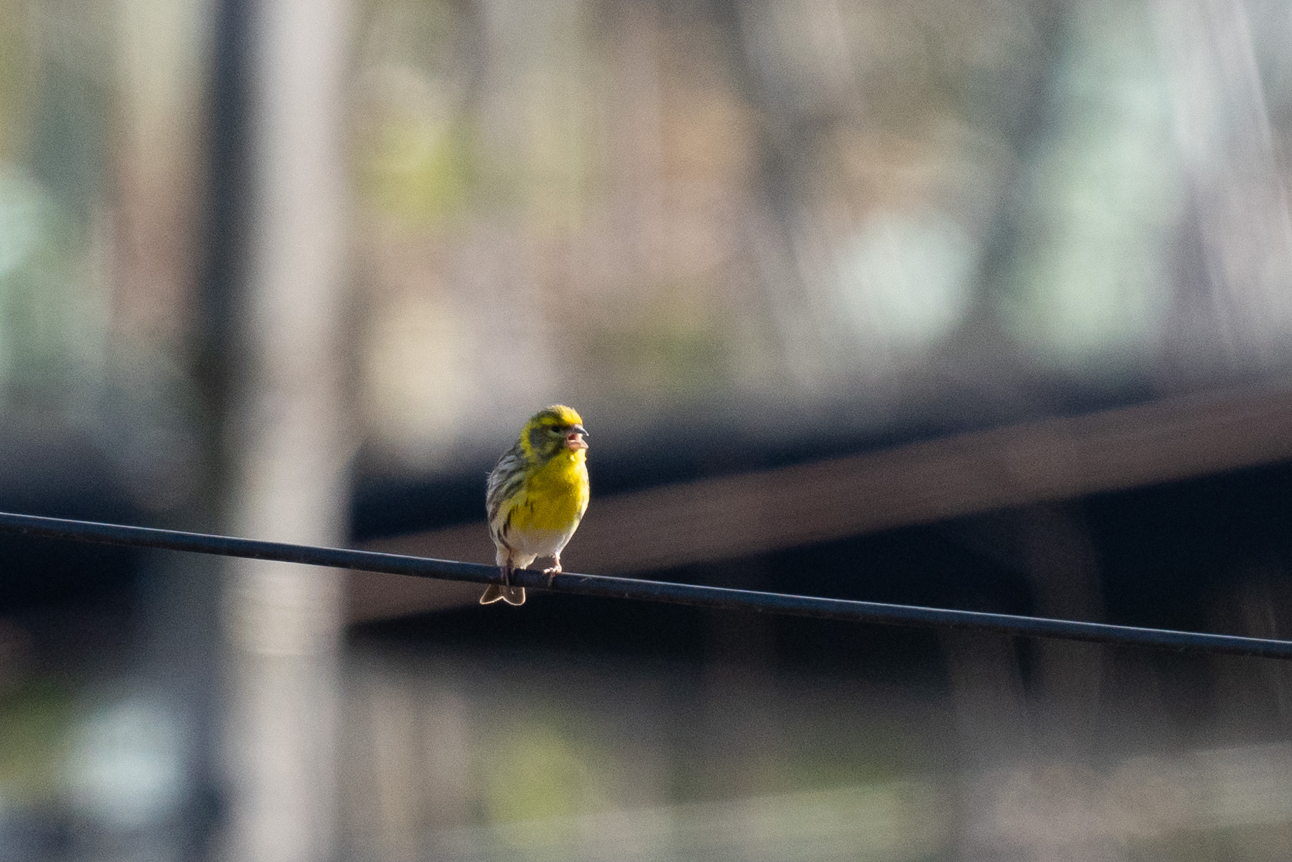 Verzellino - Wikipedia