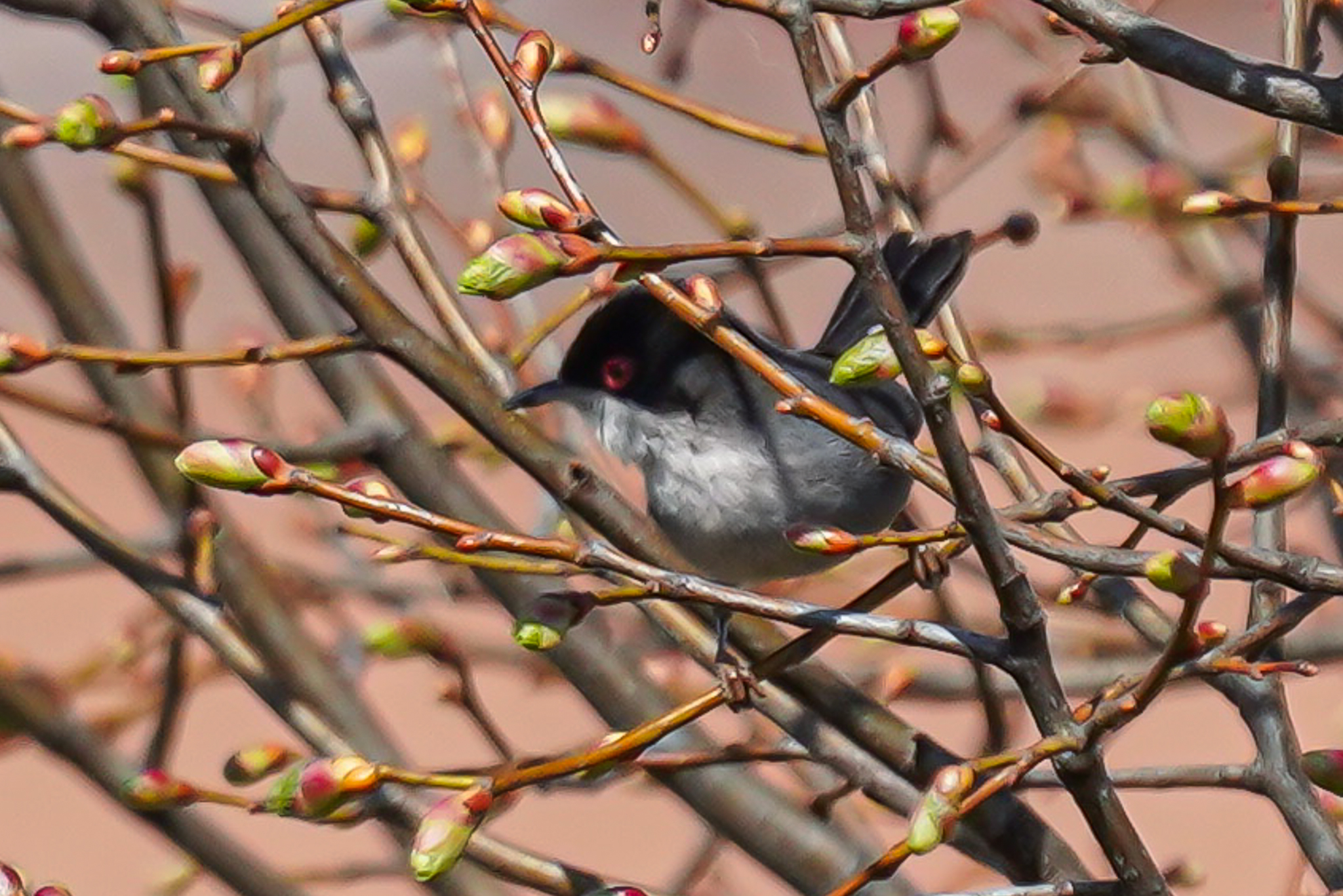 sardinian warbler