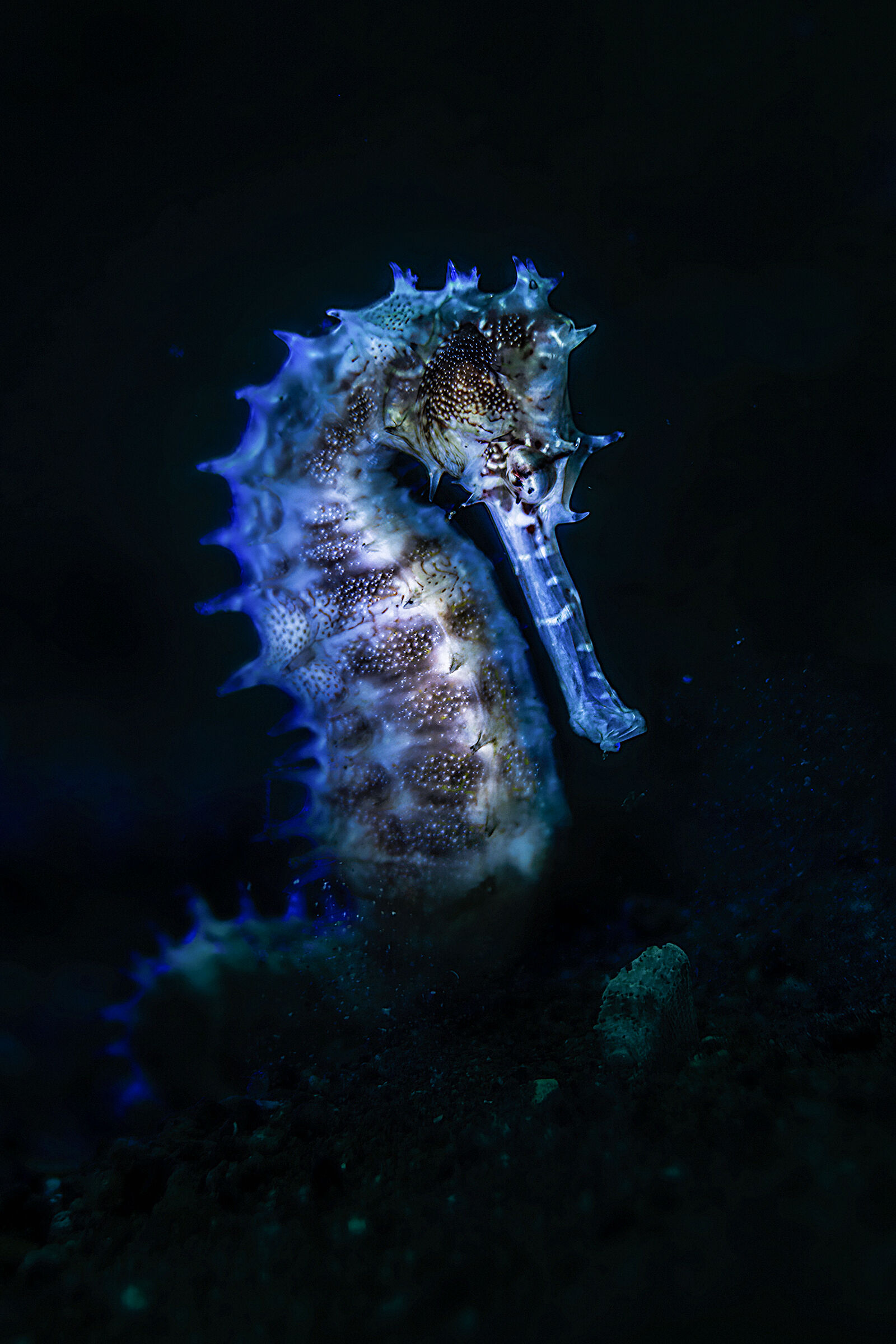 seahorse istrice blue backlight