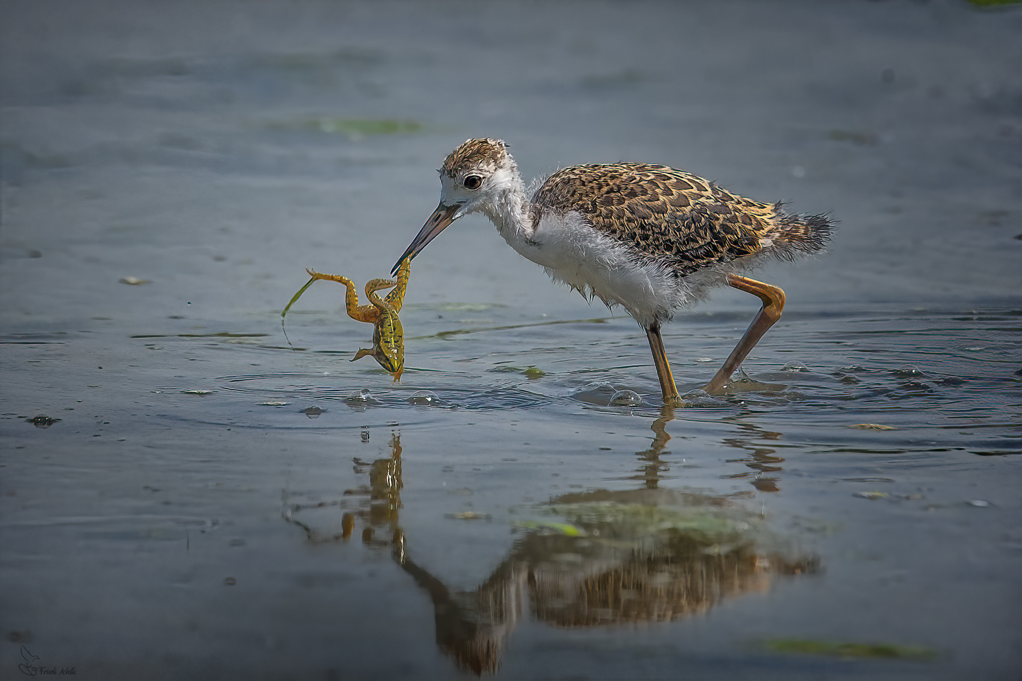 Knight identity crisis