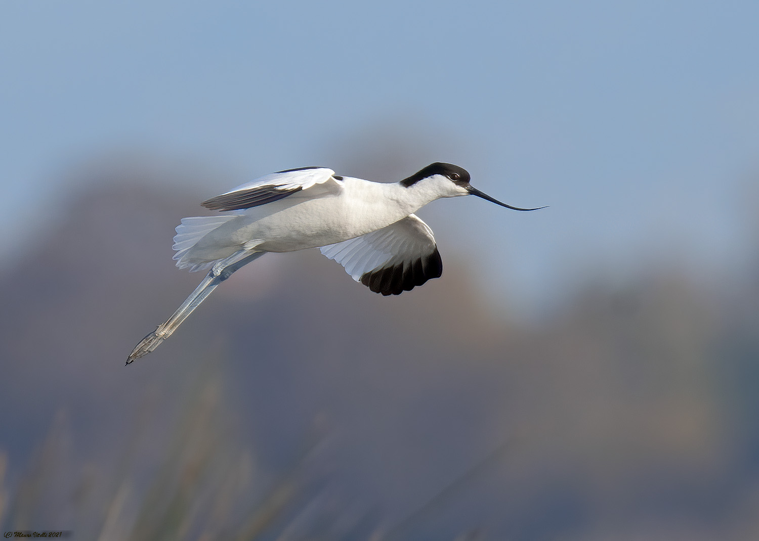 Avocet (Recurvirostra avosetta)