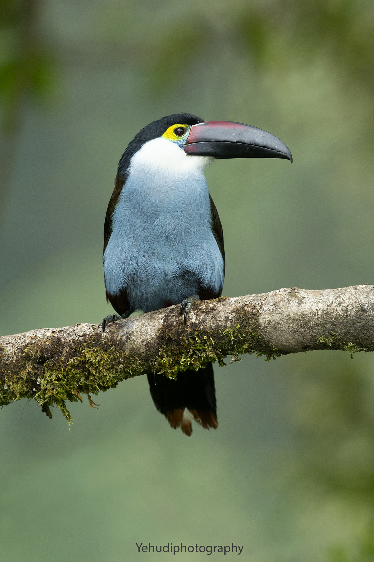 Black billed mountain toucan