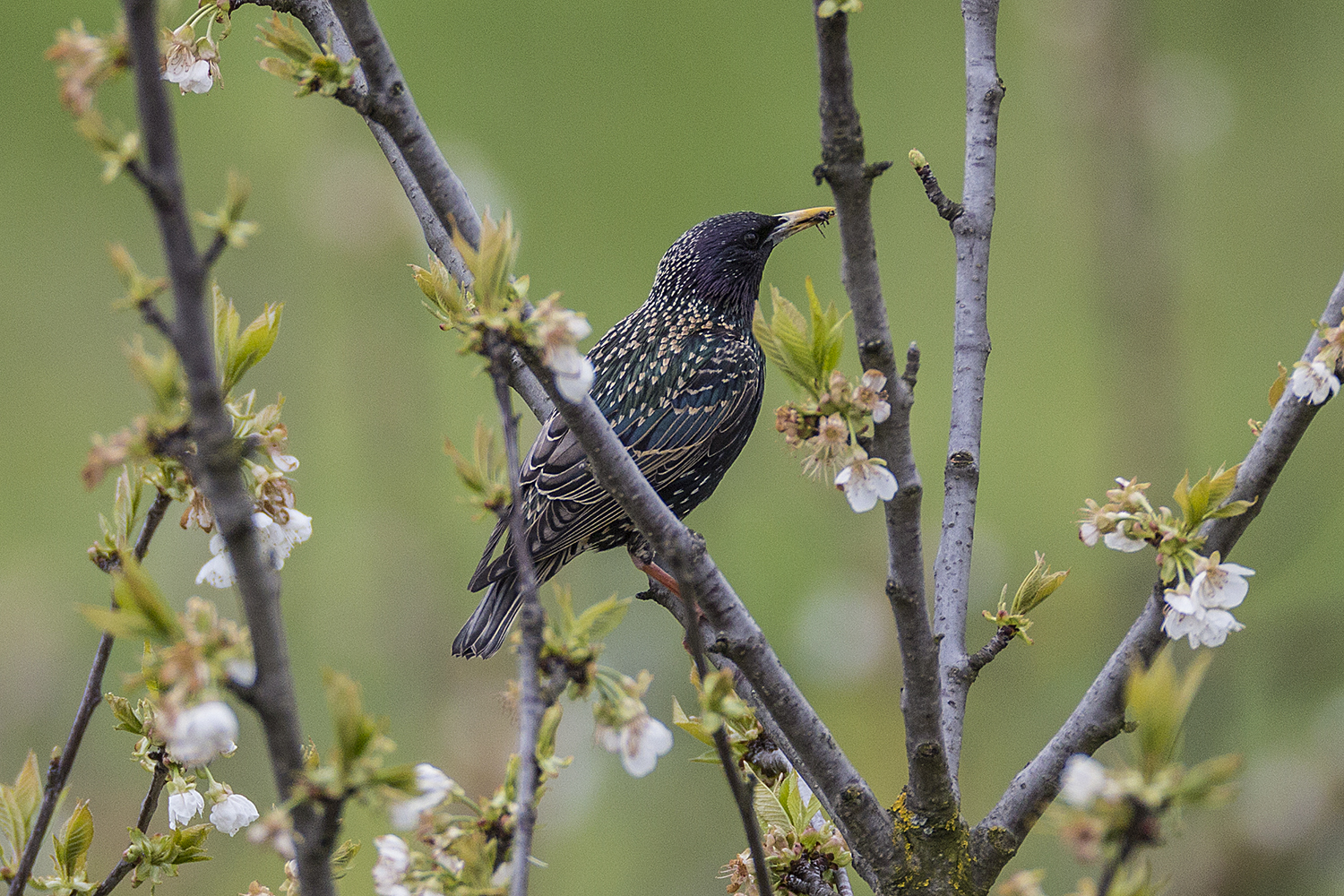 starling