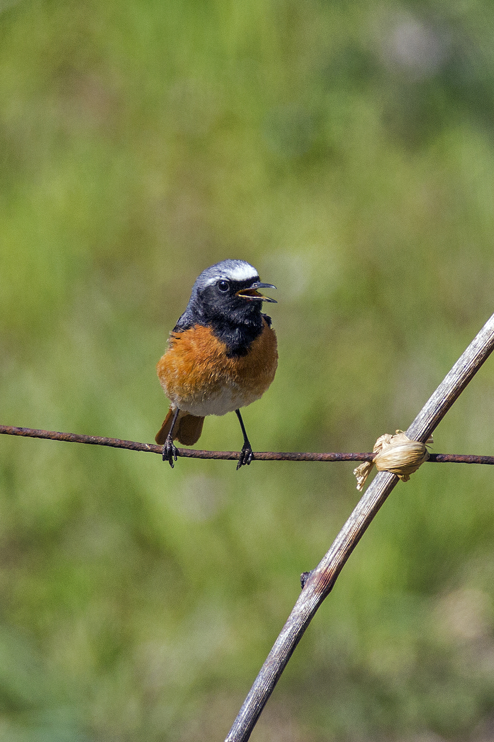 MALE CODIROSSO