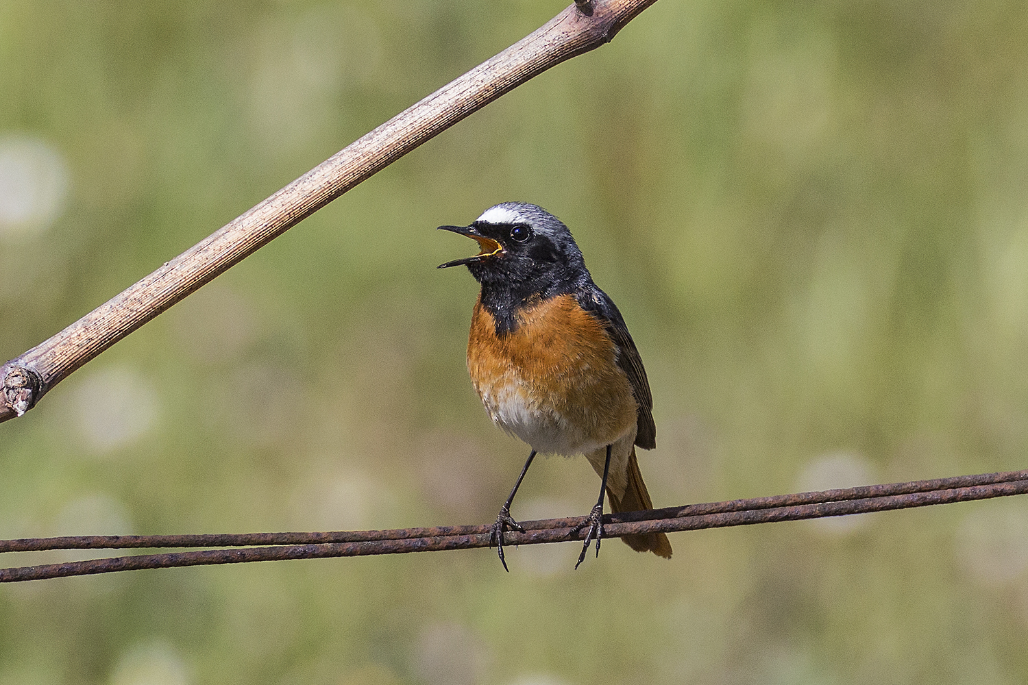 MALE CODIROSSO