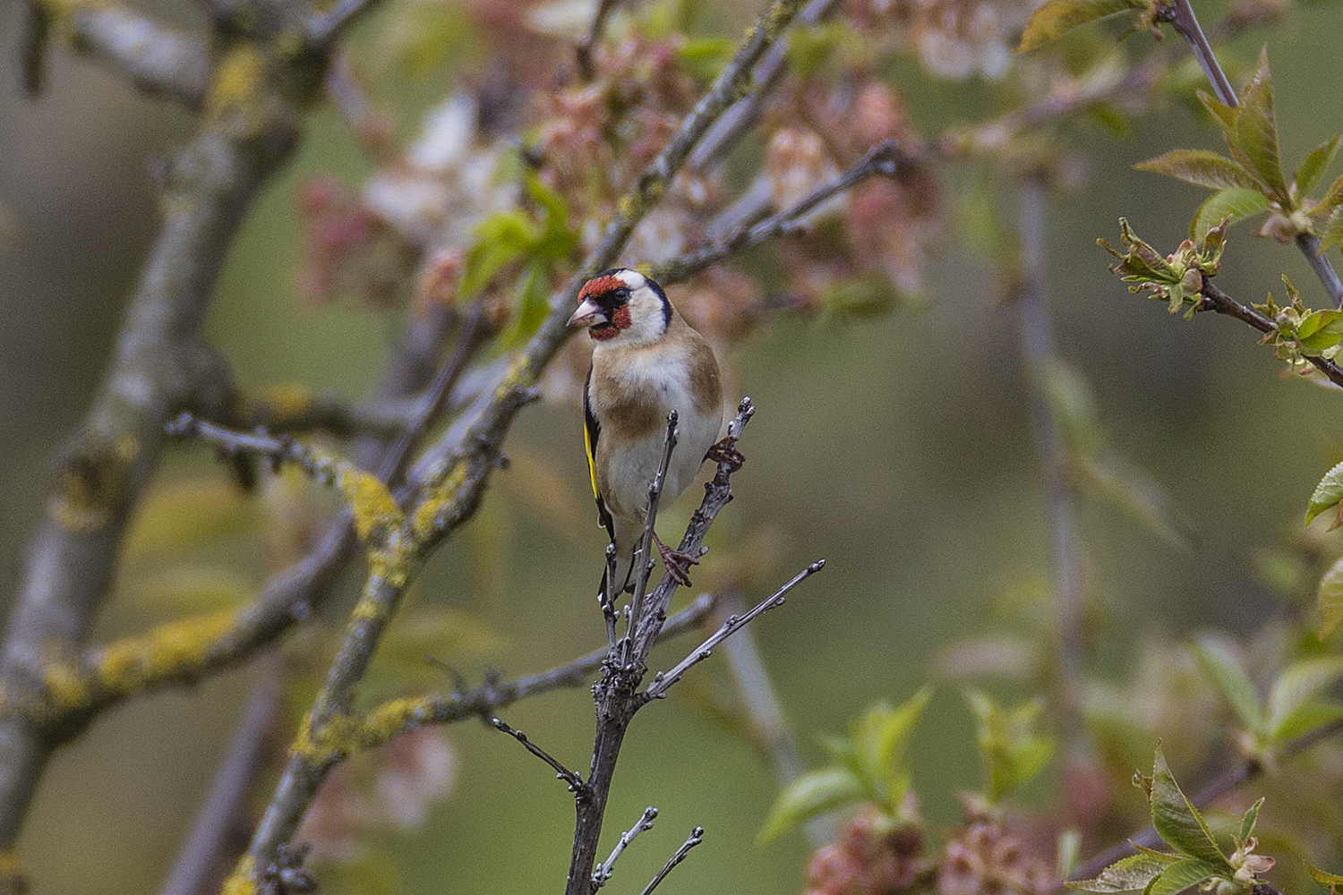 goldfinch