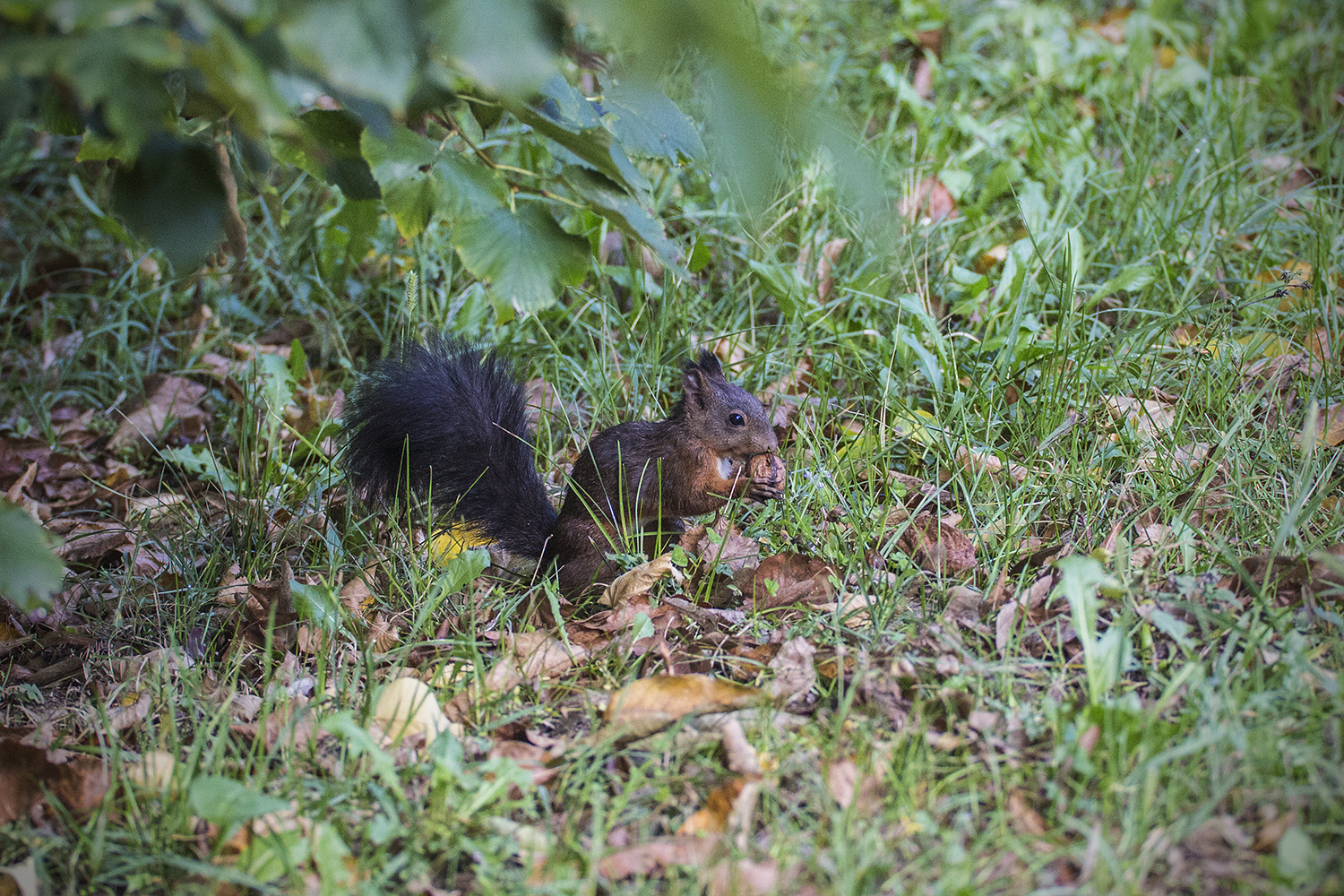 squirrel