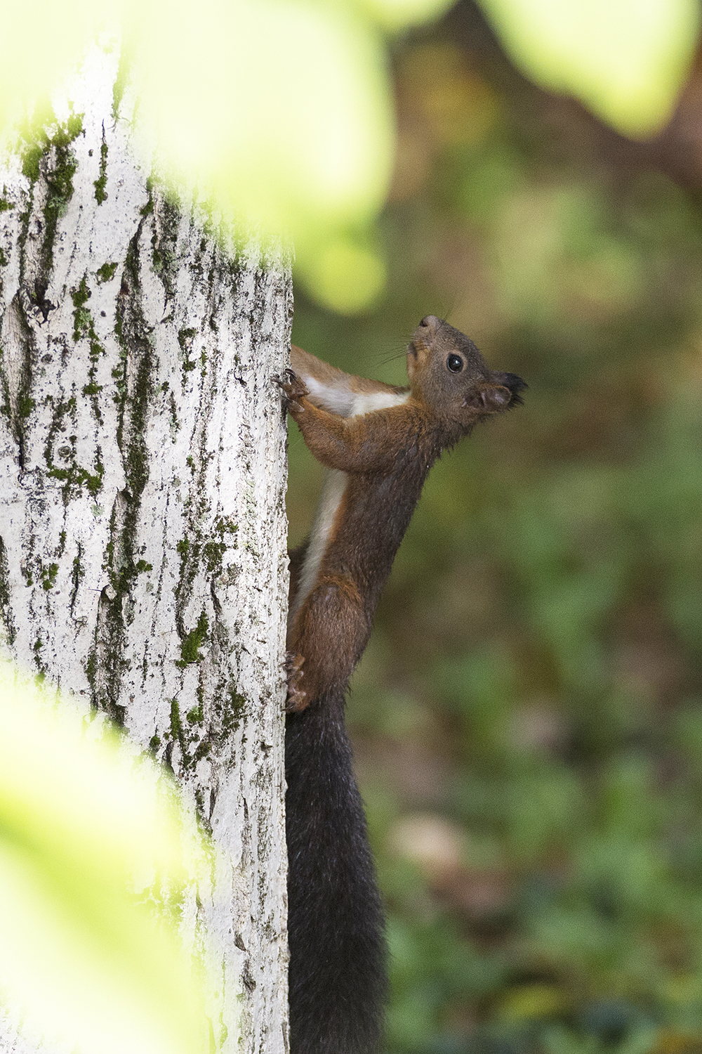 squirrel
