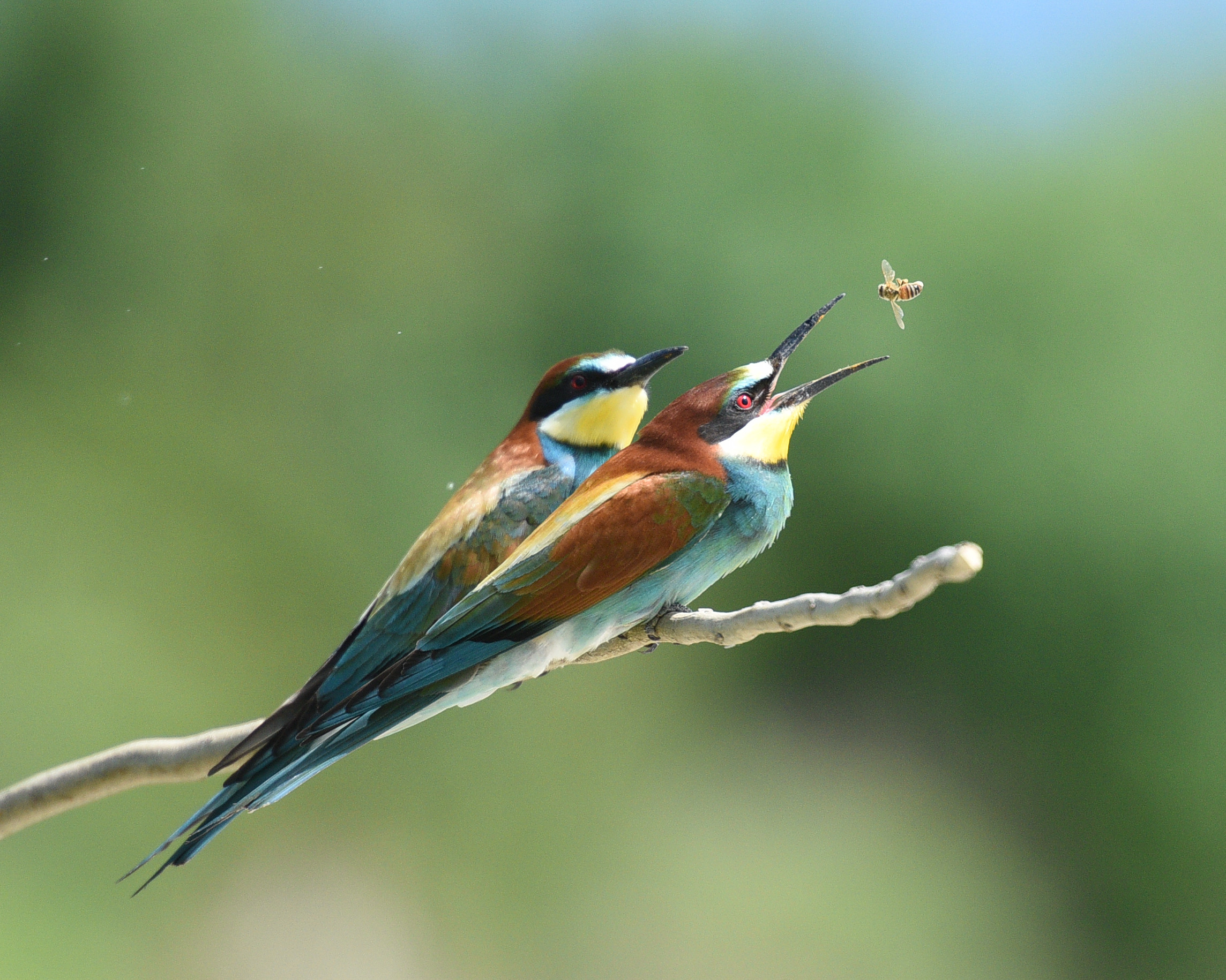 Gruccioni - Wikipedia