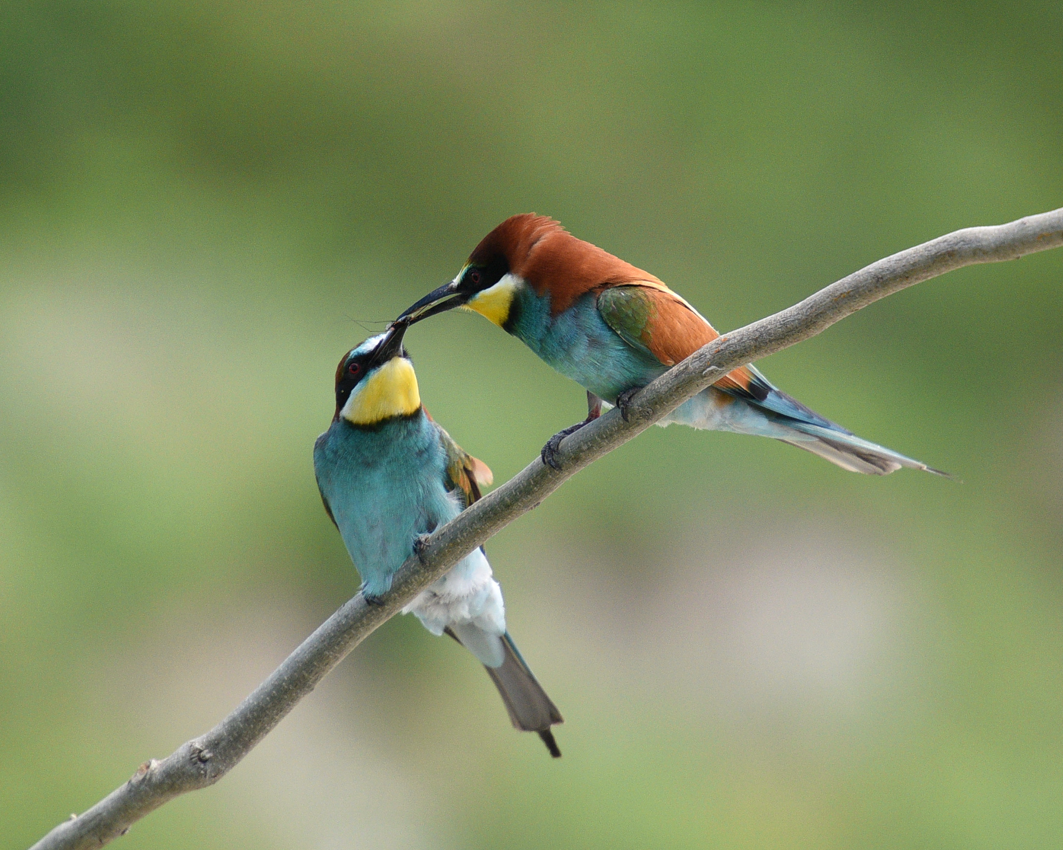 Gruccioni - Wikipedia