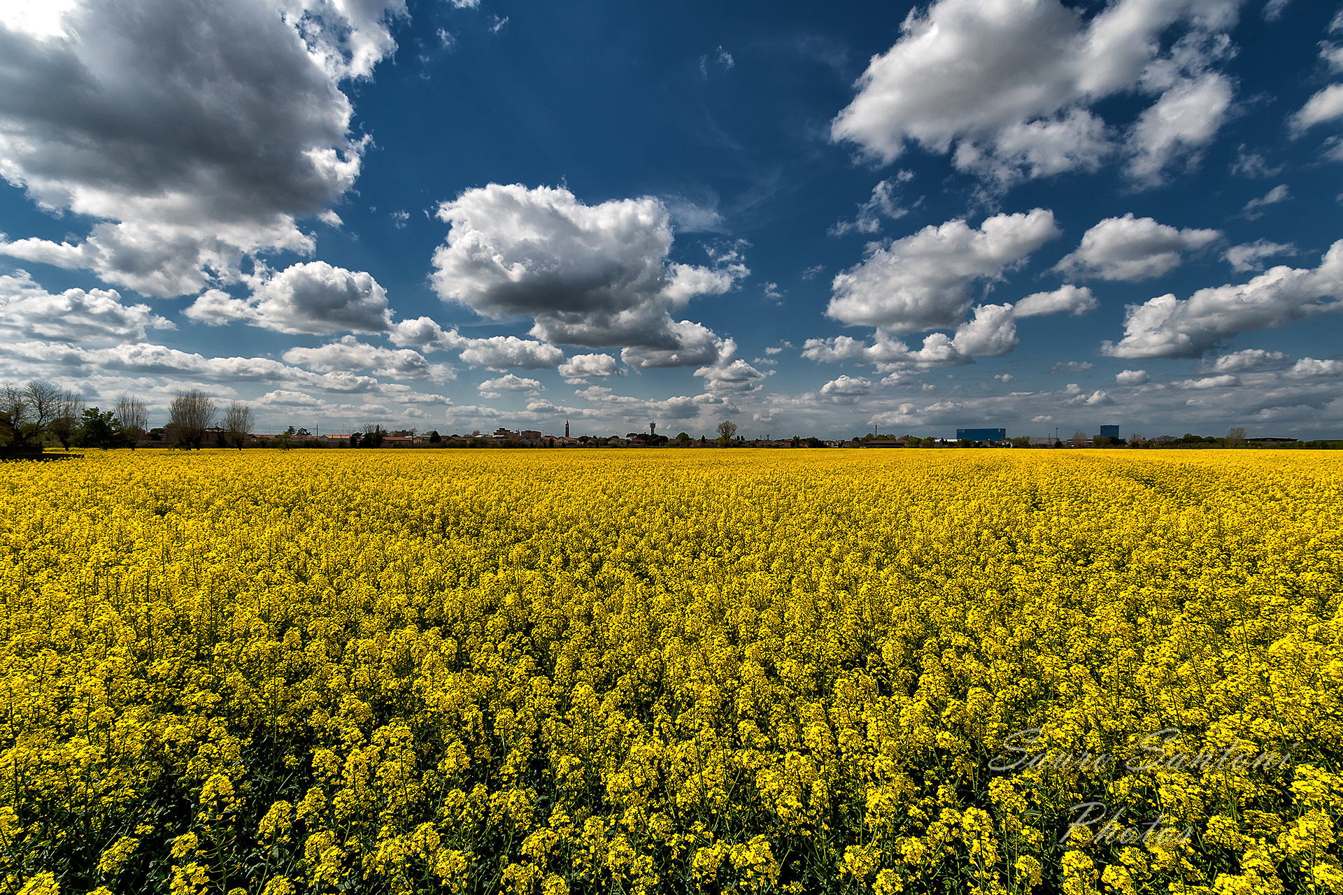 A sea of yellow rapeseed and a sky of clouds dinged...