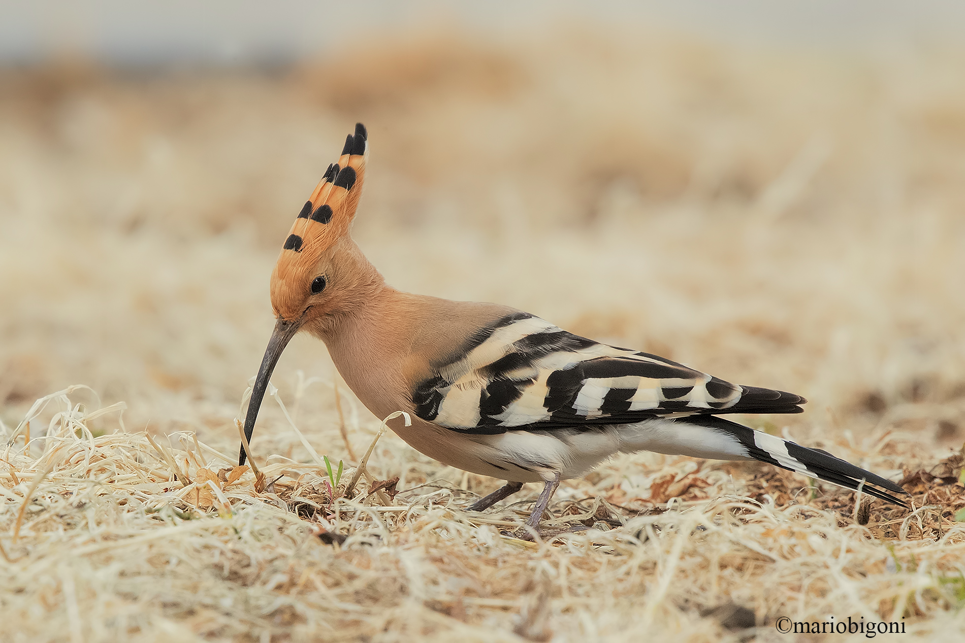 Upupa
