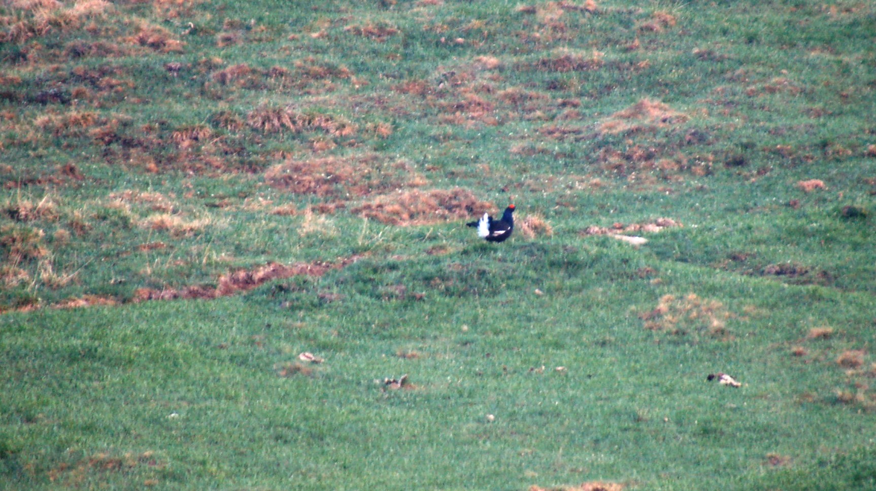 Mountain Pheasant (Tetrao tetrix) - April