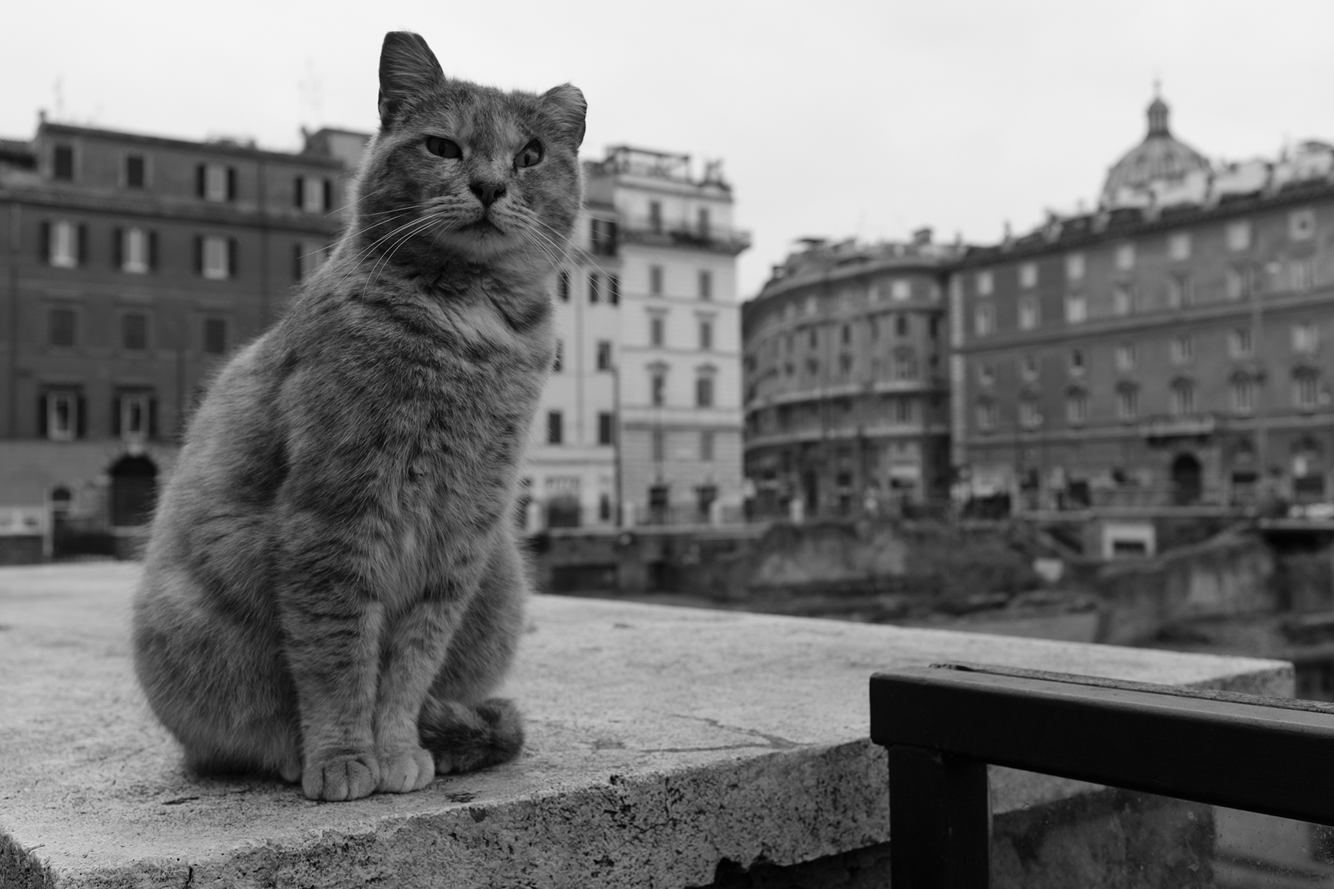 Fiero,Libero e Felice